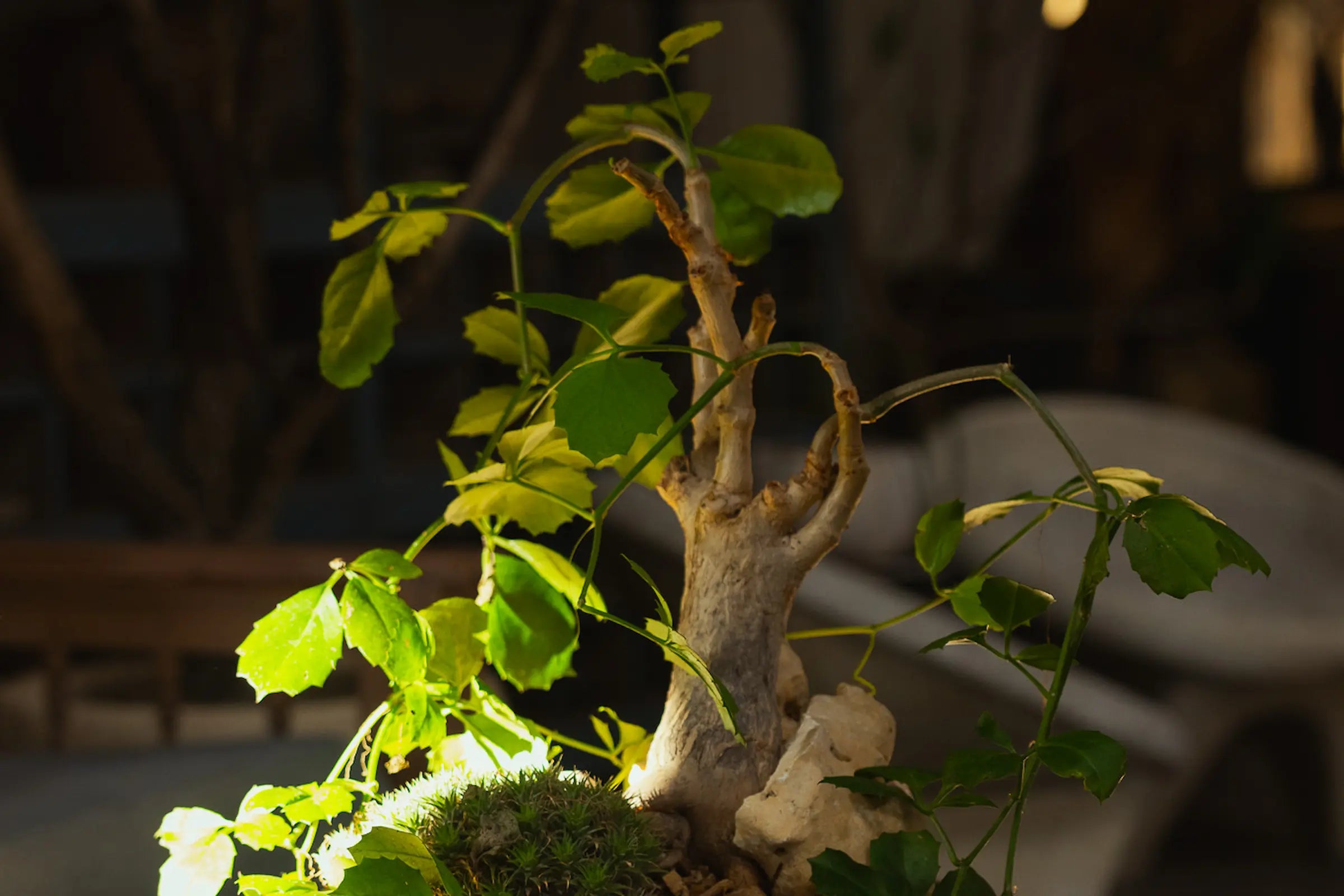 How to Care for Your Cyphostemma cirrhosum (Climbing Grape)