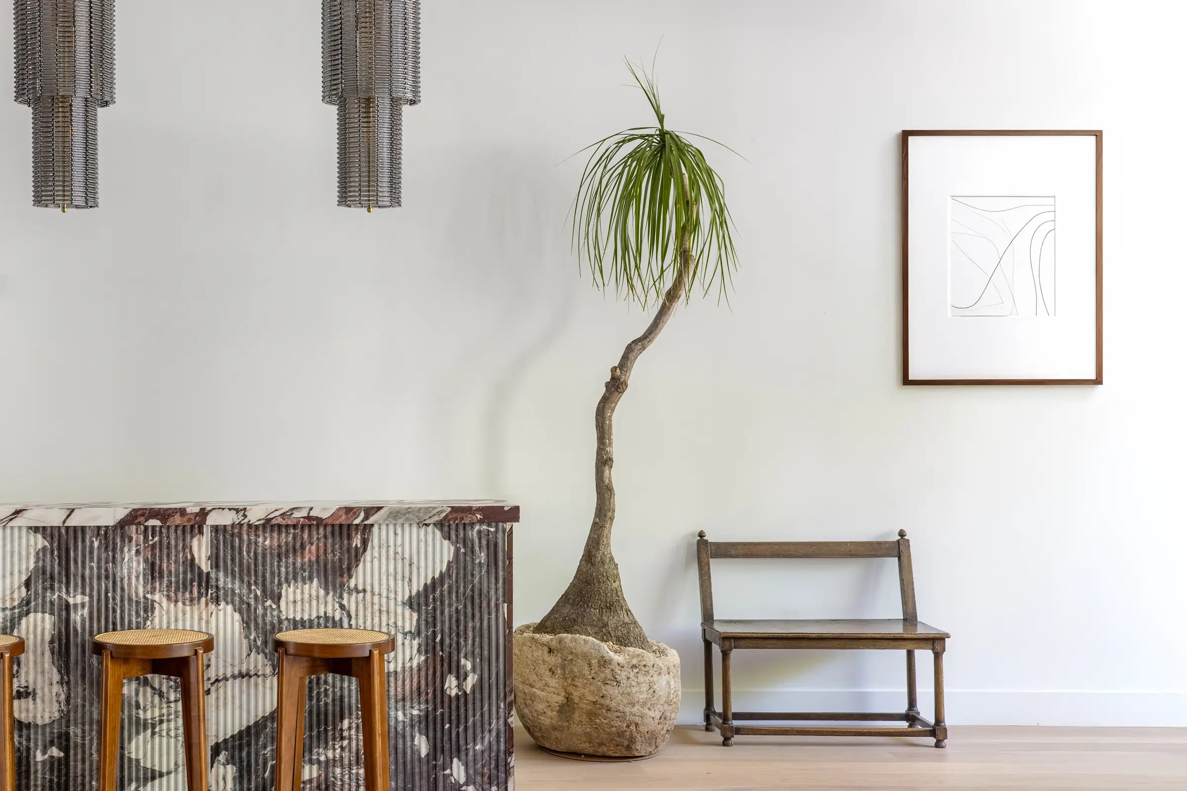 How to Care for your Beaucarnea recurvata (Ponytail Palm)