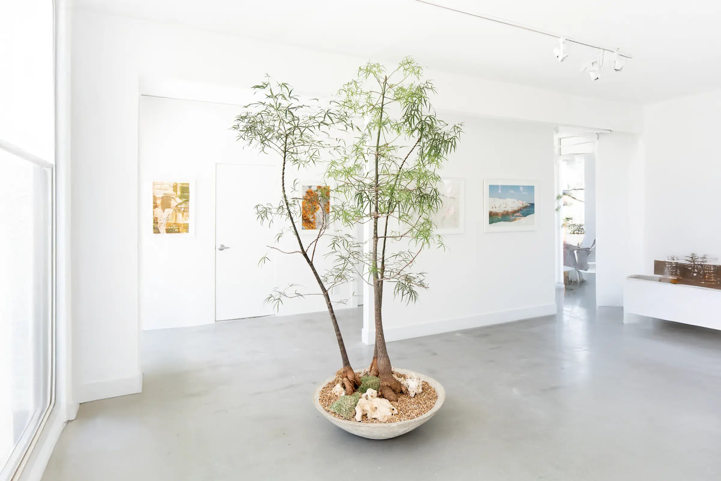 How to Care for your Brachychiton Rupestris (Queensland Bottle Tree)