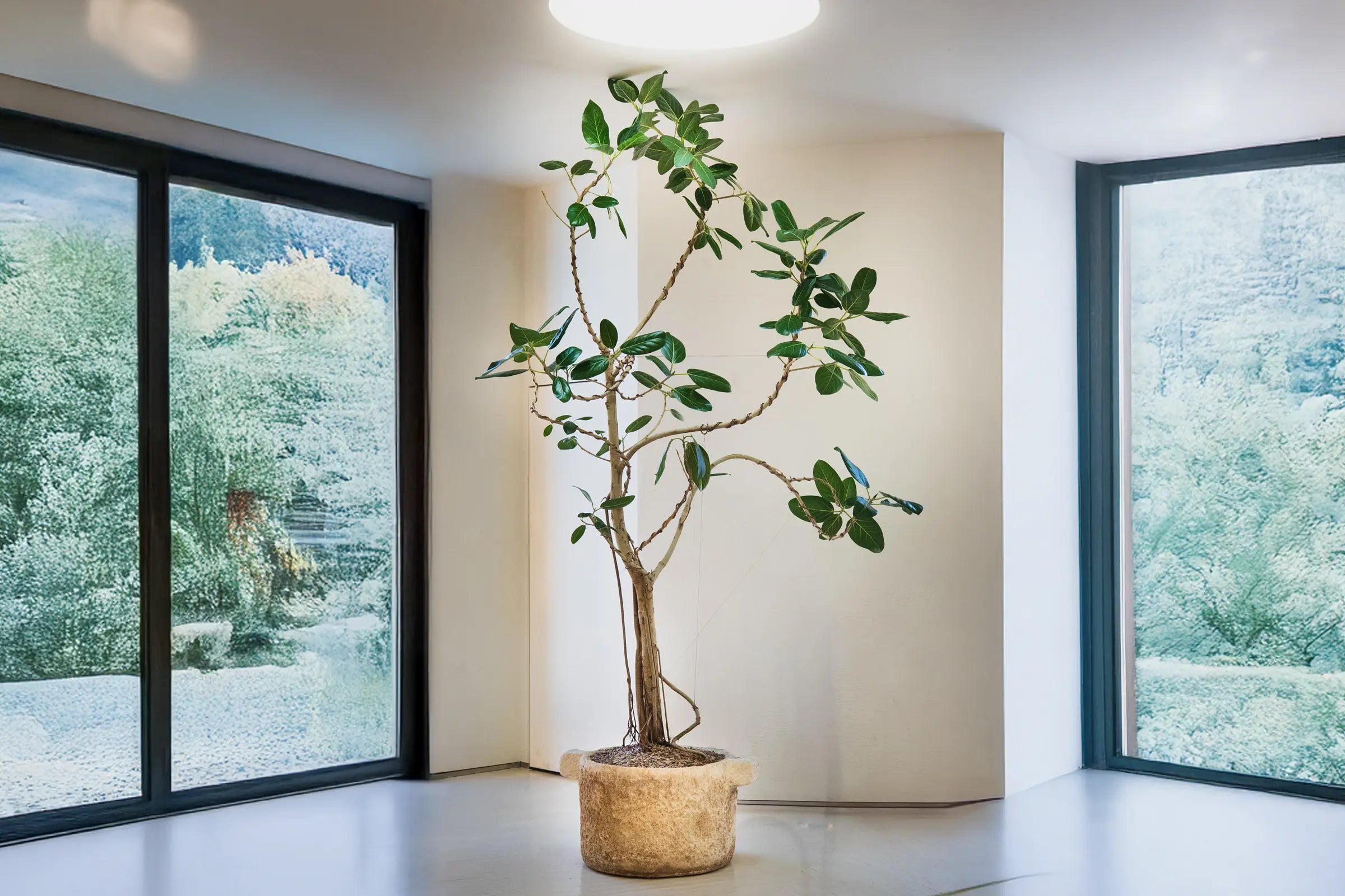 How to Care for Your Ficus Altissima (Council Tree)