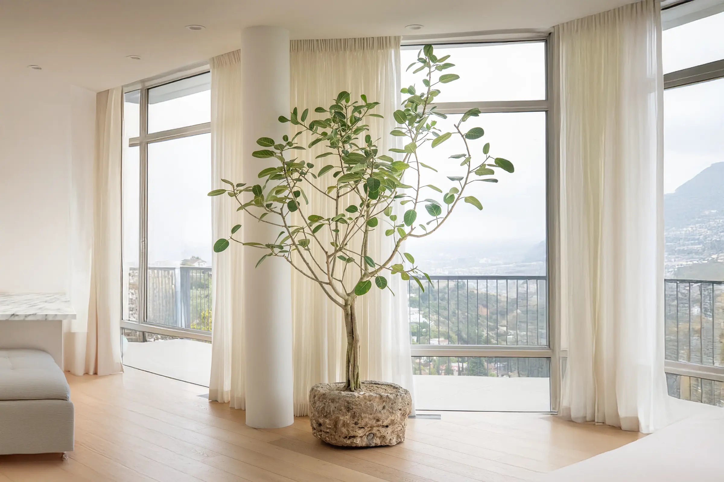 How to Care for Your Ficus benghalensis (Ficus Audrey)