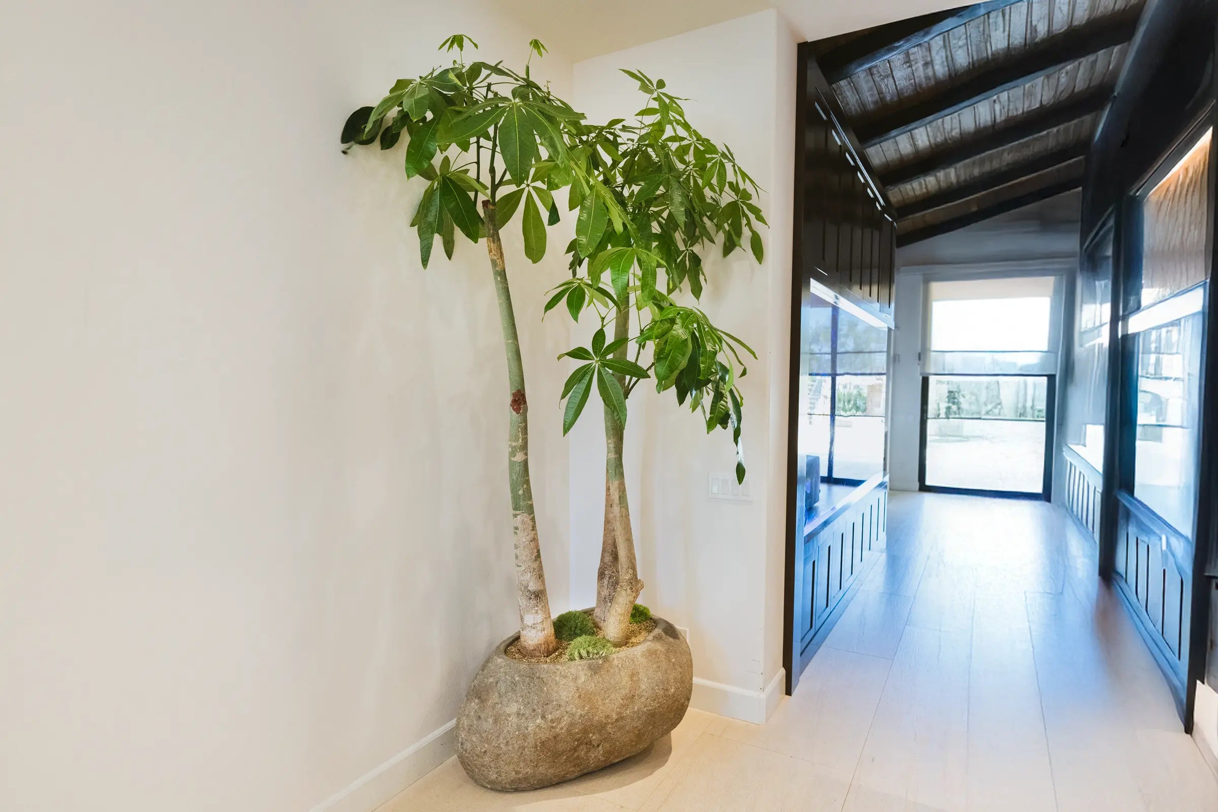 How to Care for your Pachira aquatica (Money Tree)
