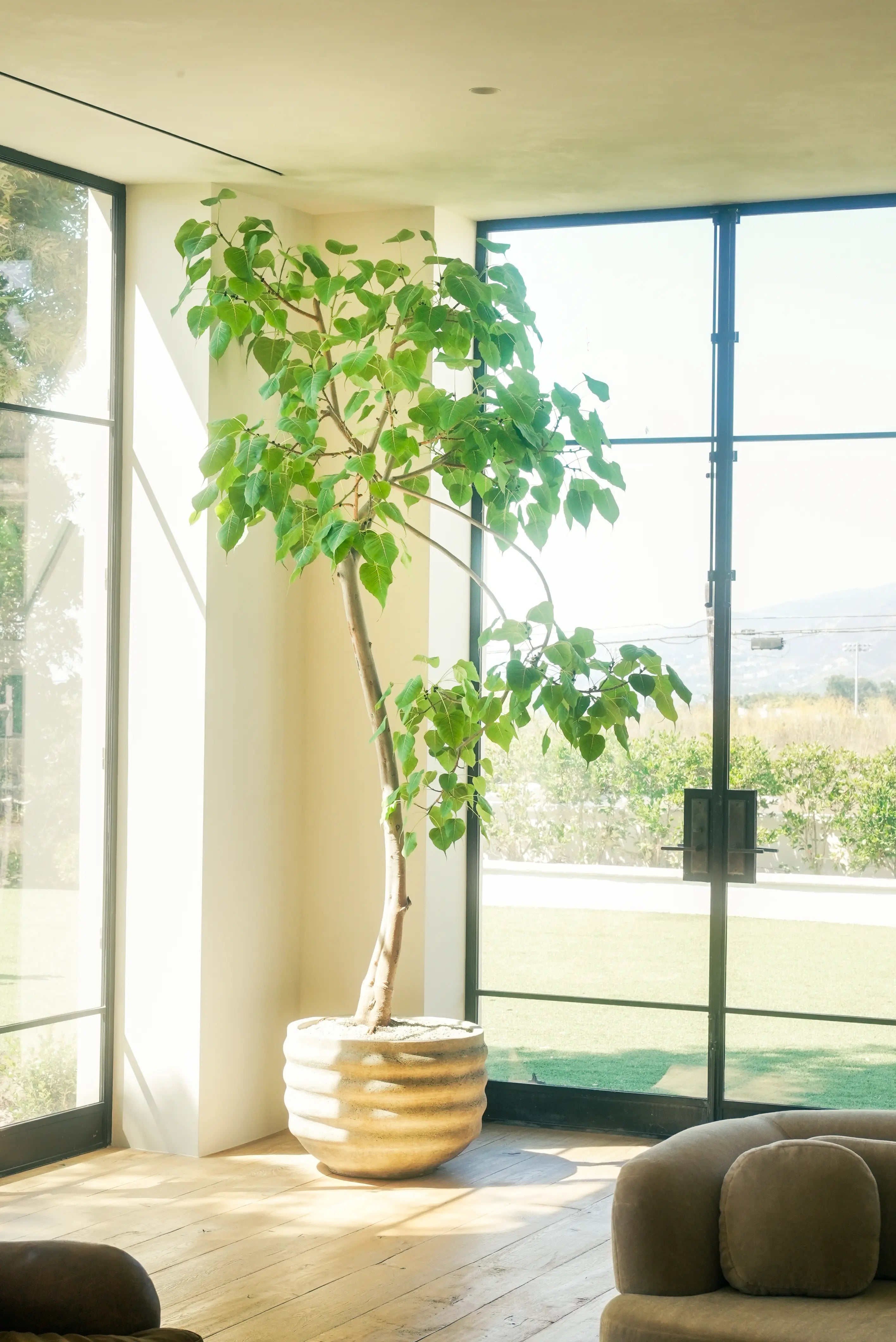 How to Care for Your Ficus religiosa (Sacred Fig)