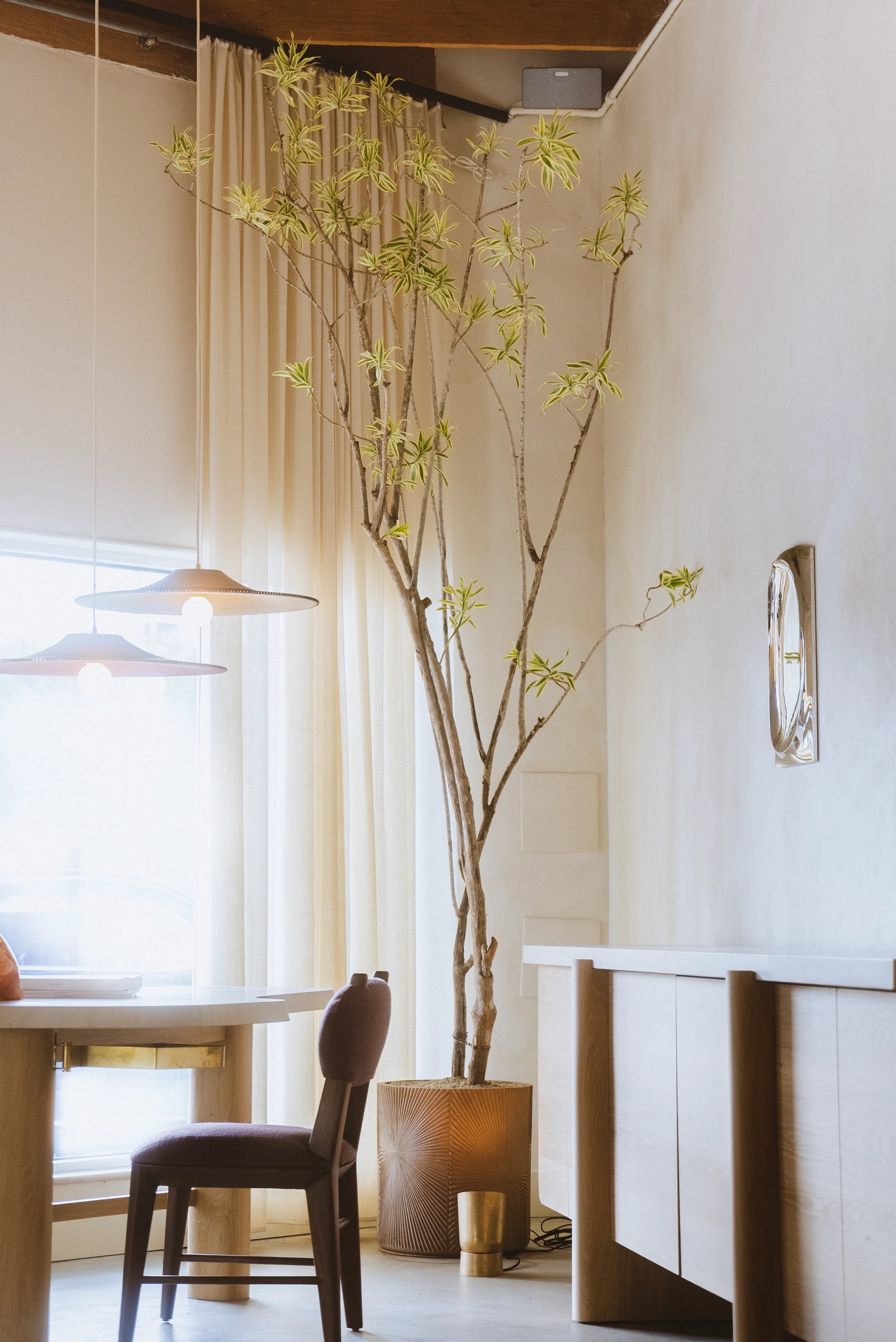 How to Care for Your Dracaena pleomele (Song of India)