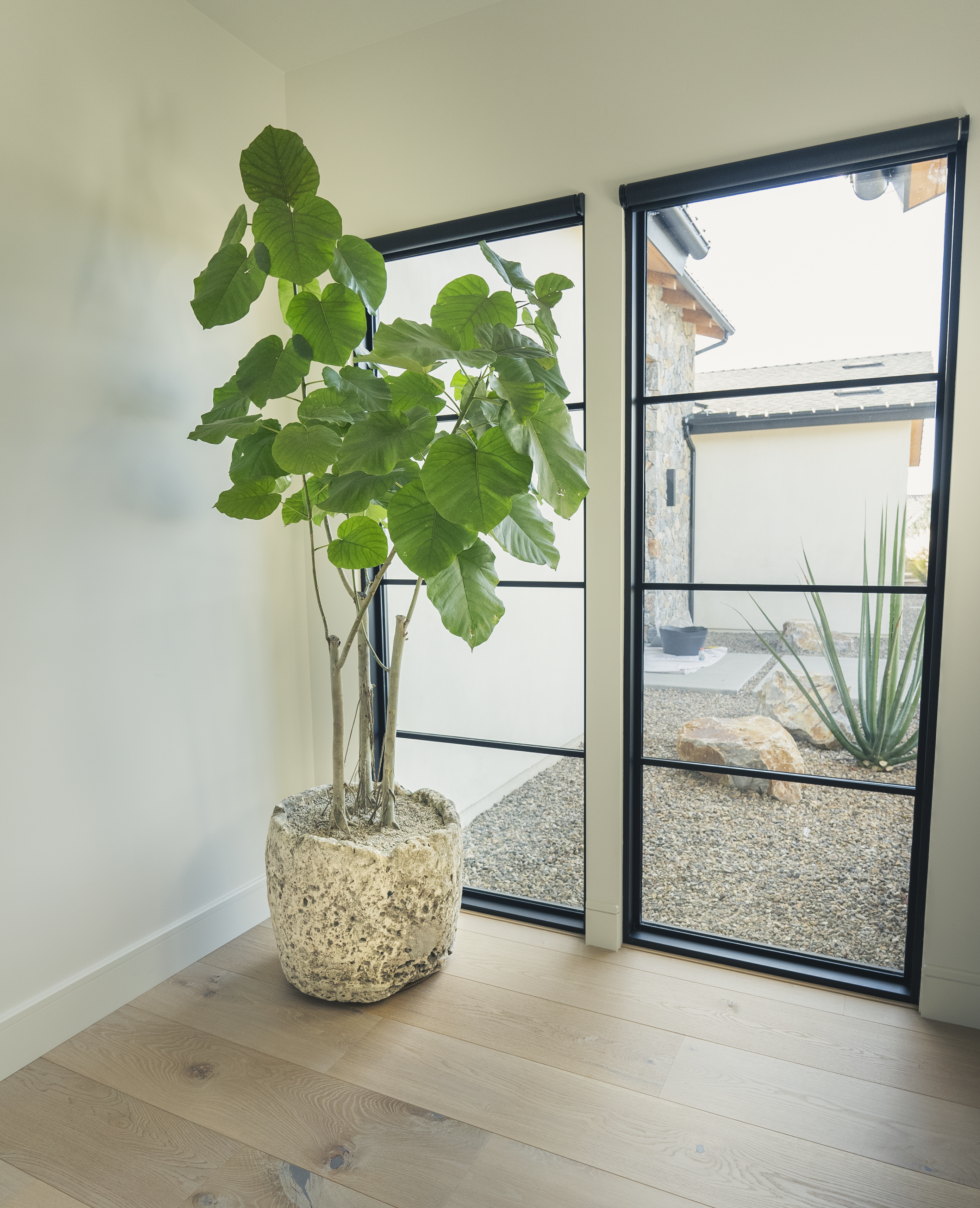 How to Care for Your Ficus umbellata (Umbrella Fig)