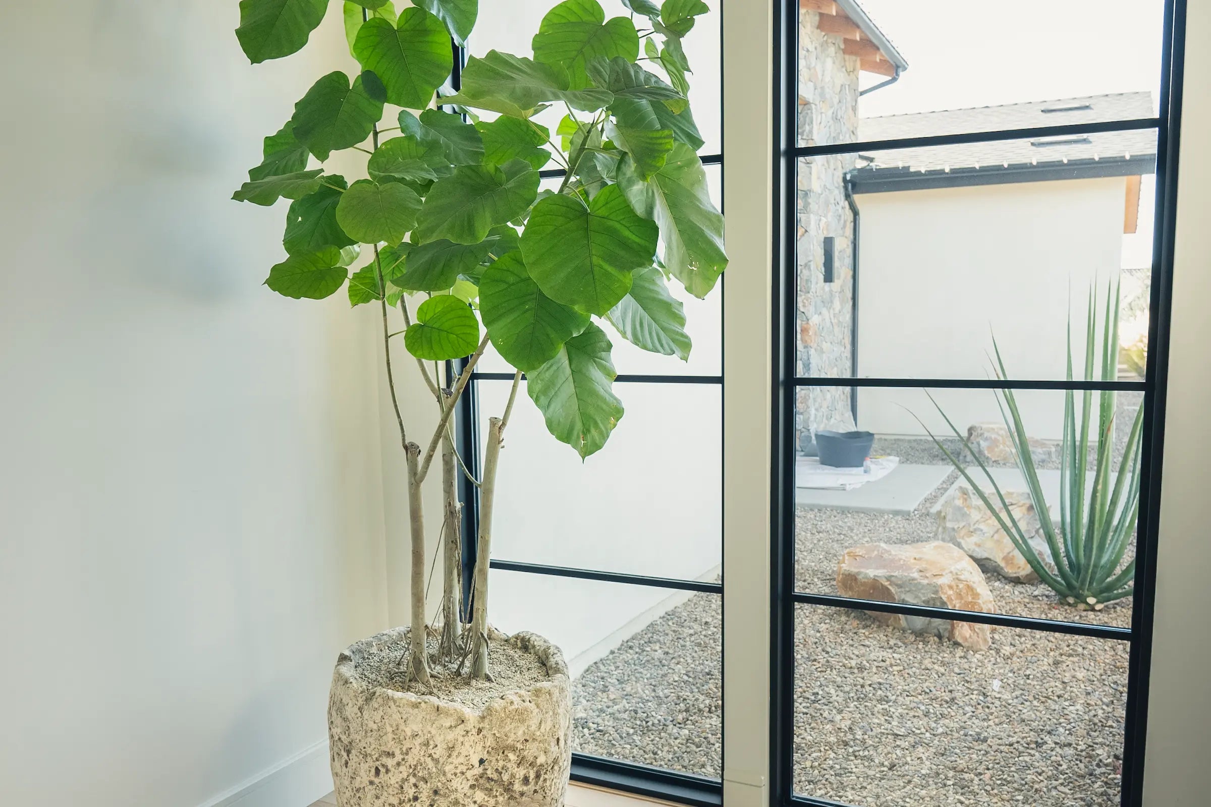 How to Care for Your Ficus umbellata (Umbrella Fig)