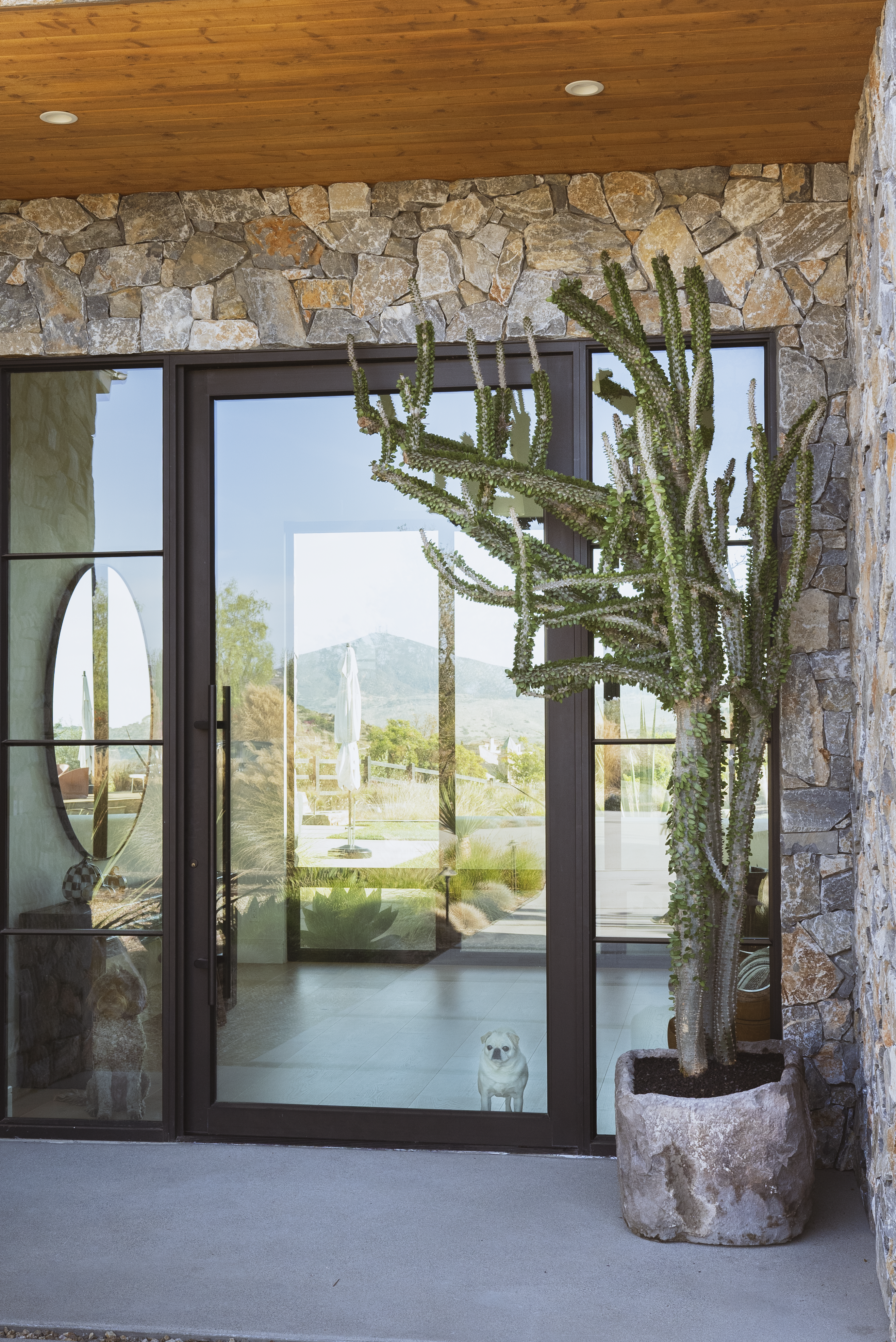 How to Care for Your Alluaudia procera (Madagascar Ocotillo)