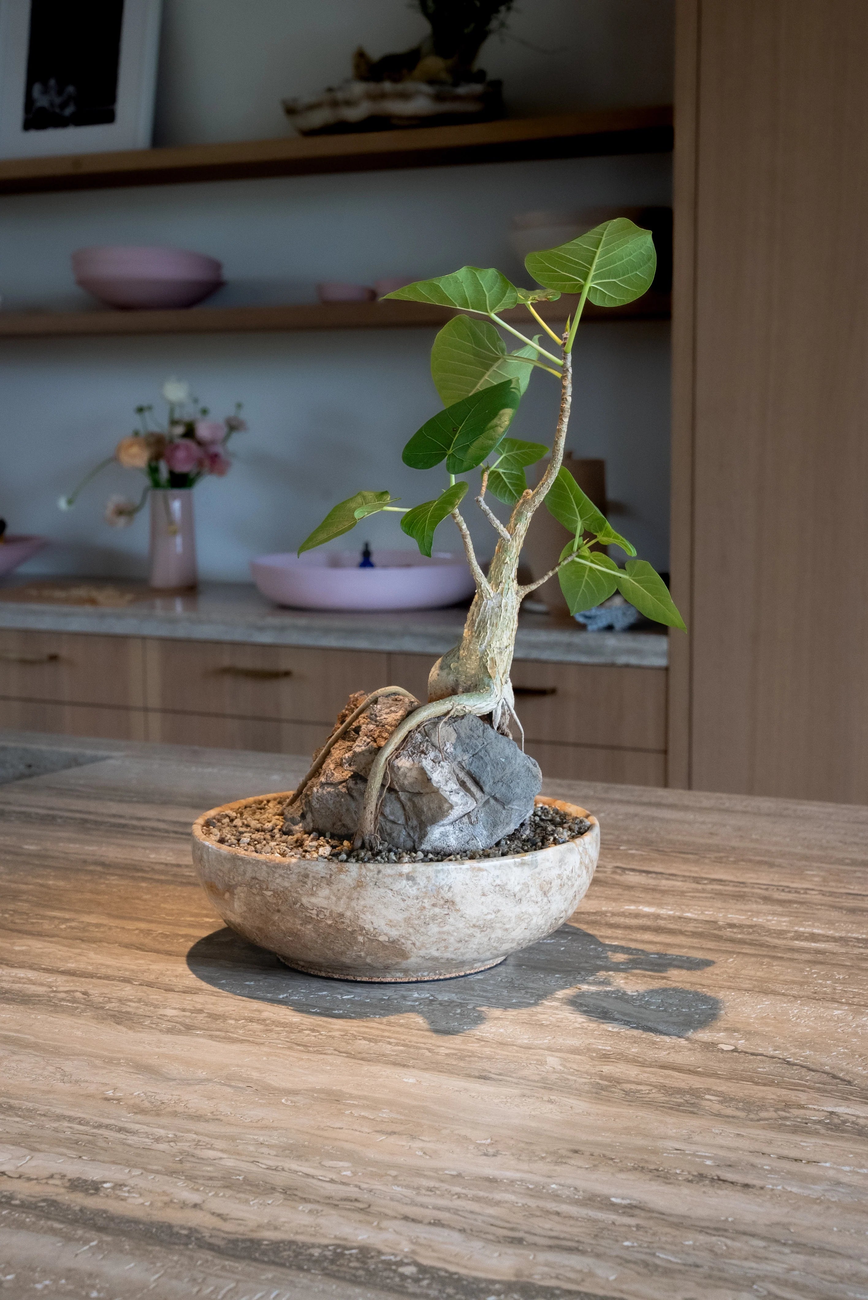 How to Care for your Ficus brandegeei (Desert Fig)