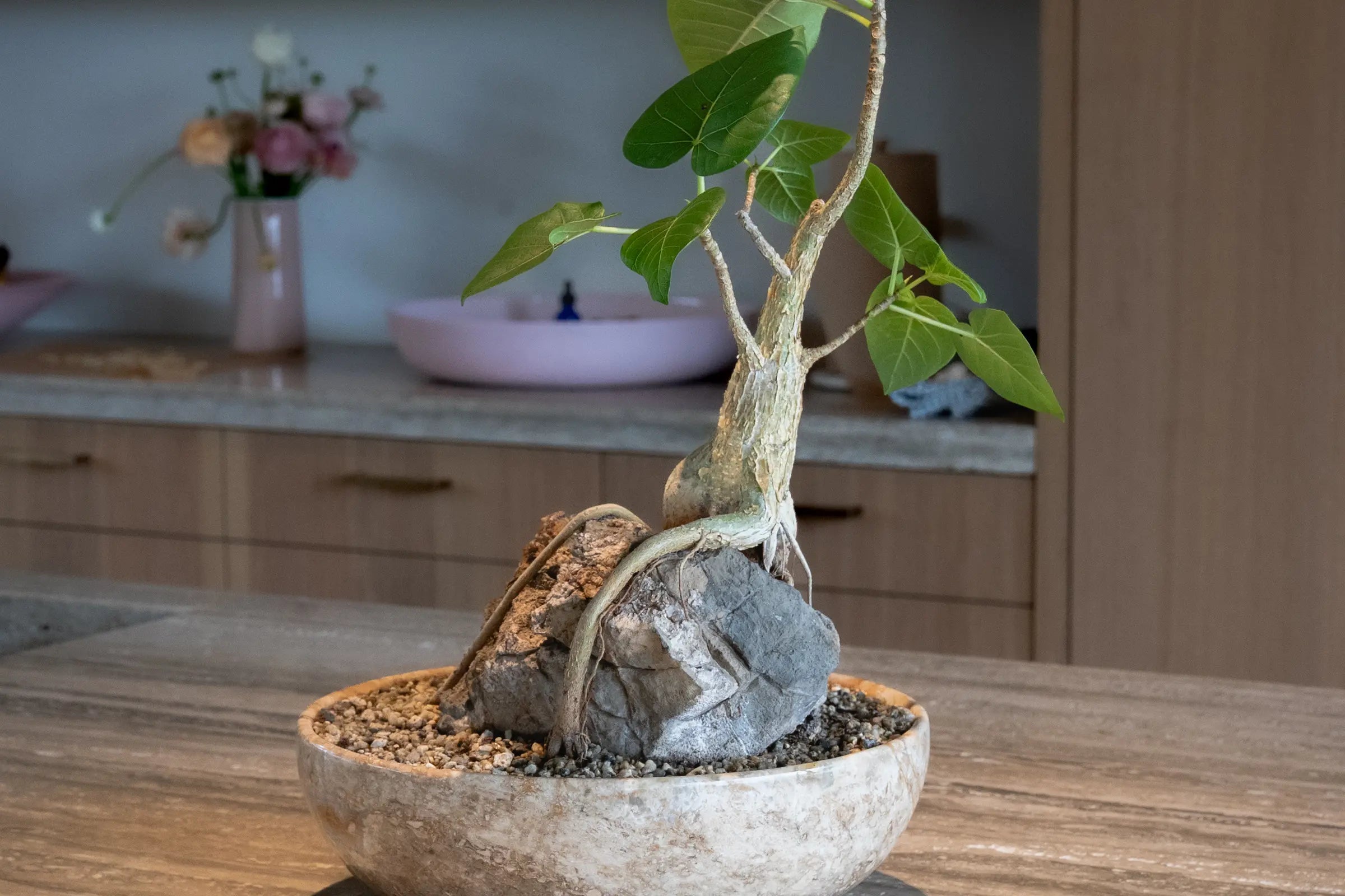 How to Care for your Ficus brandegeei (Desert Fig)