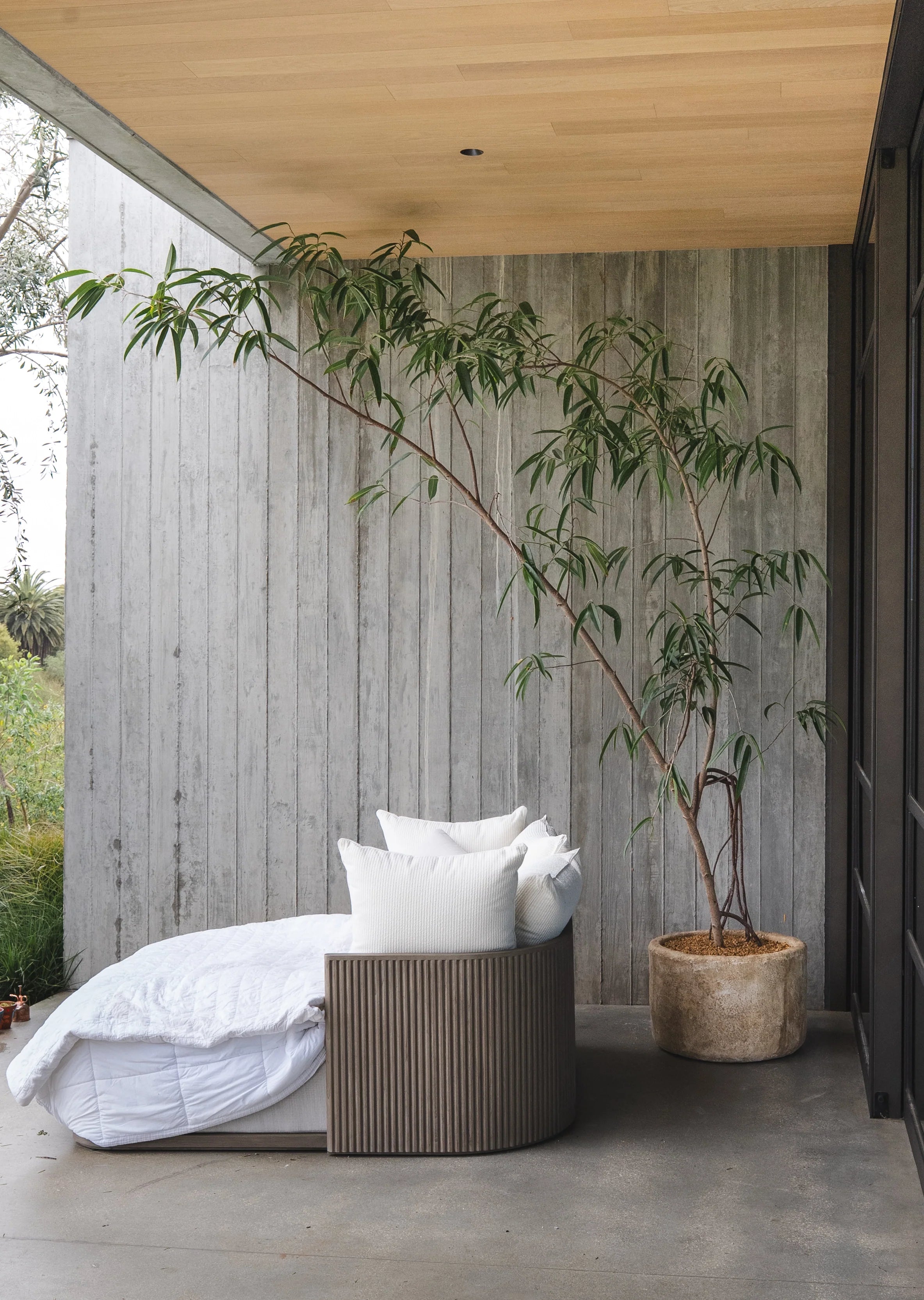 How to Care for Your Ficus maclellandii (Ficus Alii)