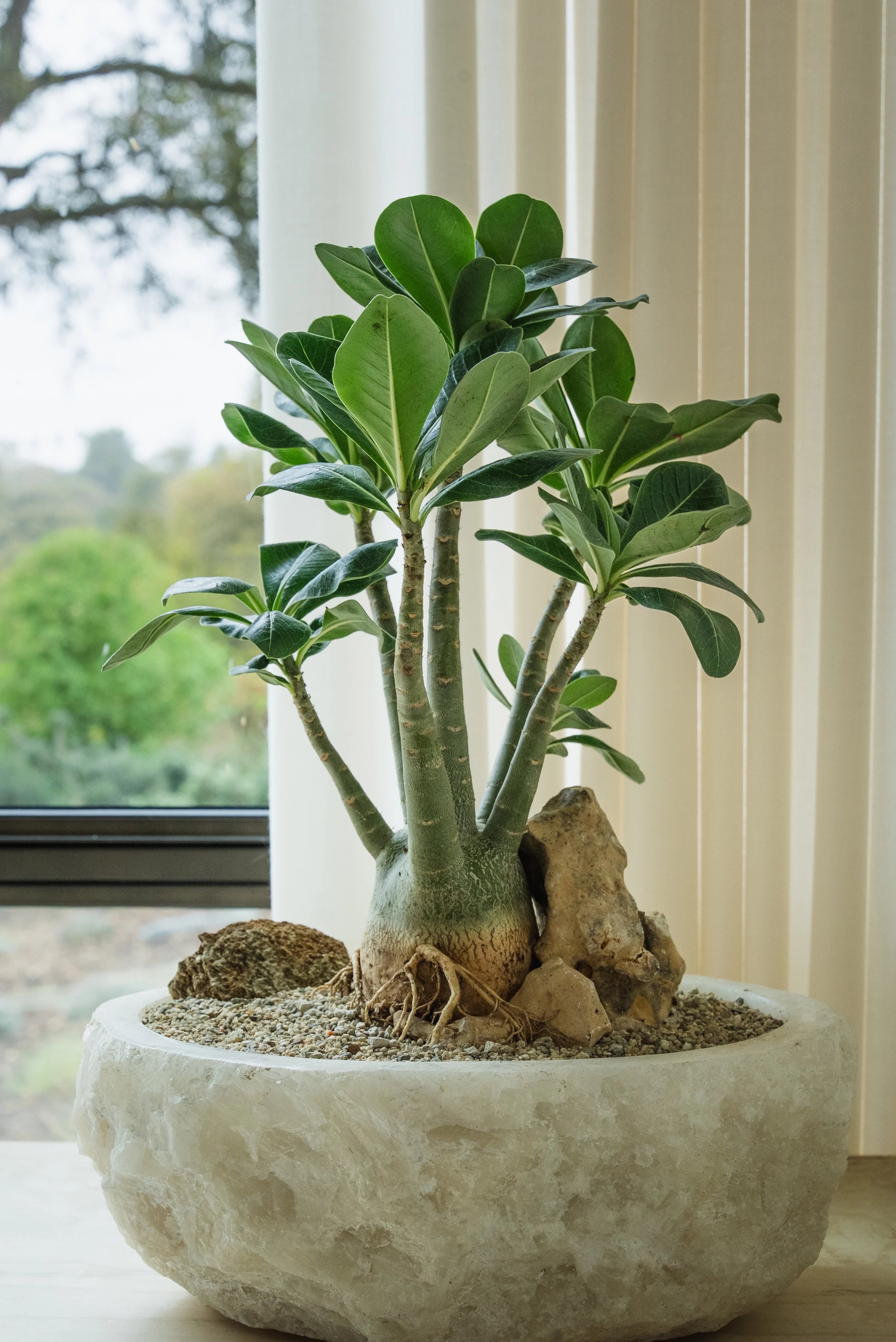 How to Care for Your Adenium arabicum (Desert Rose)