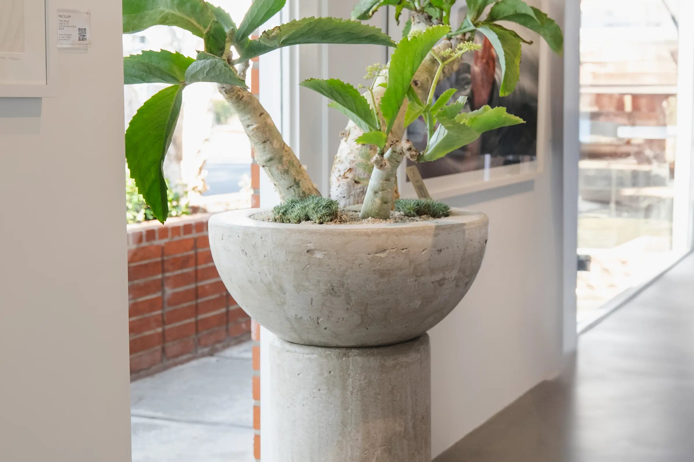 How to Care for Your Cyphostemma juttae (Wild Grape)