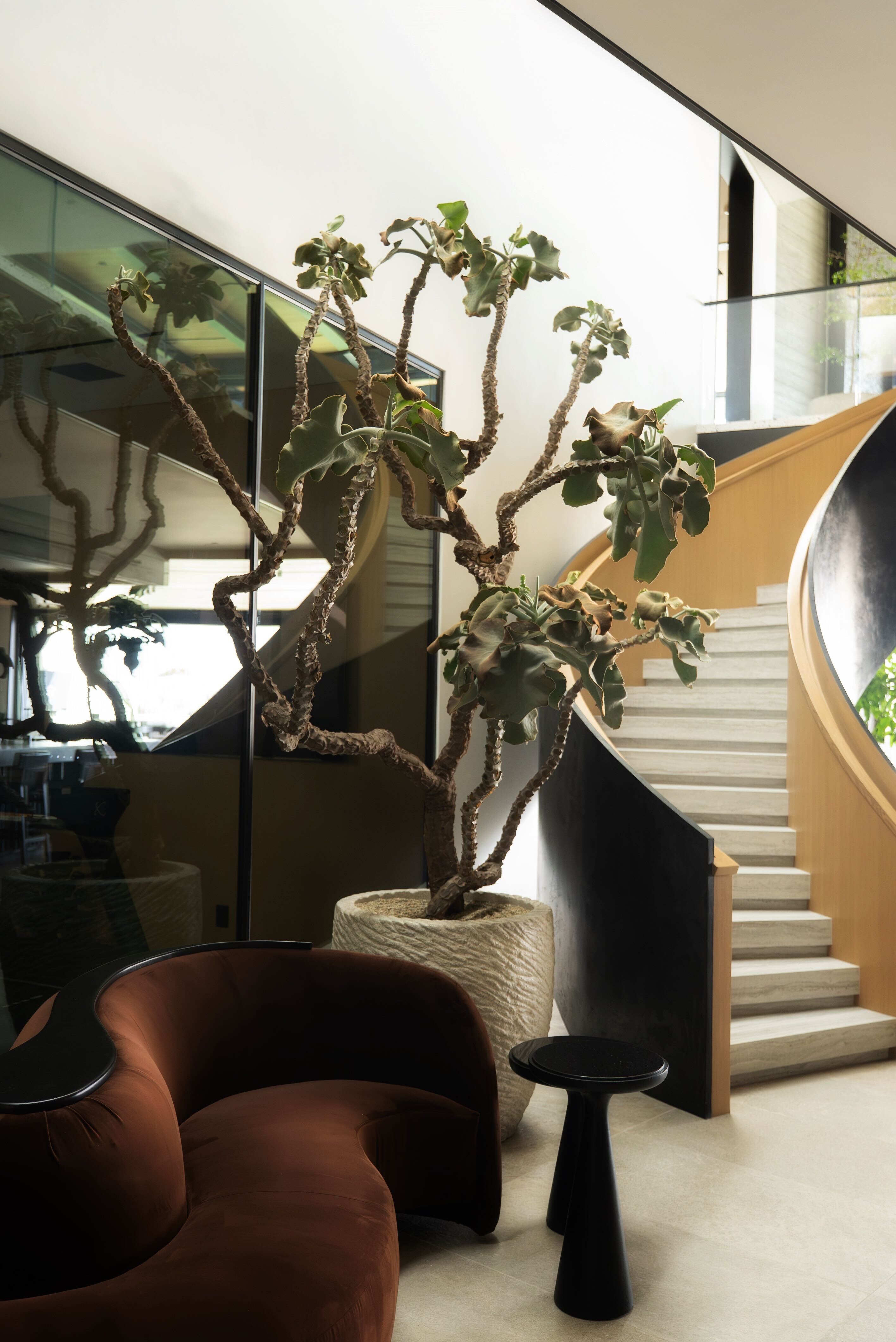 How to Care for Your Kalanchoe beharensis (Felt Bush)