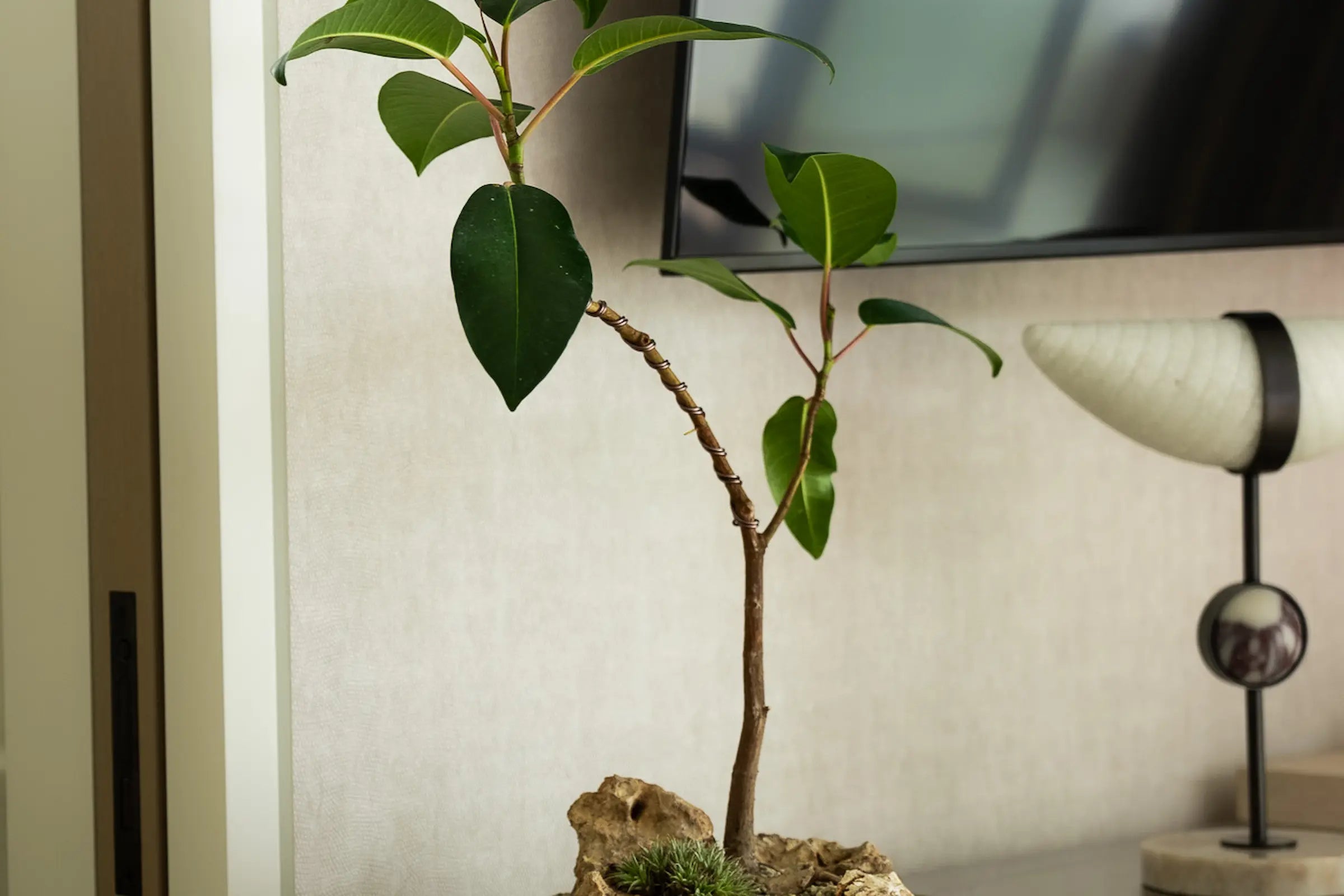 How to Care for Your Ficus macrophylla (Moreton Bay Fig)