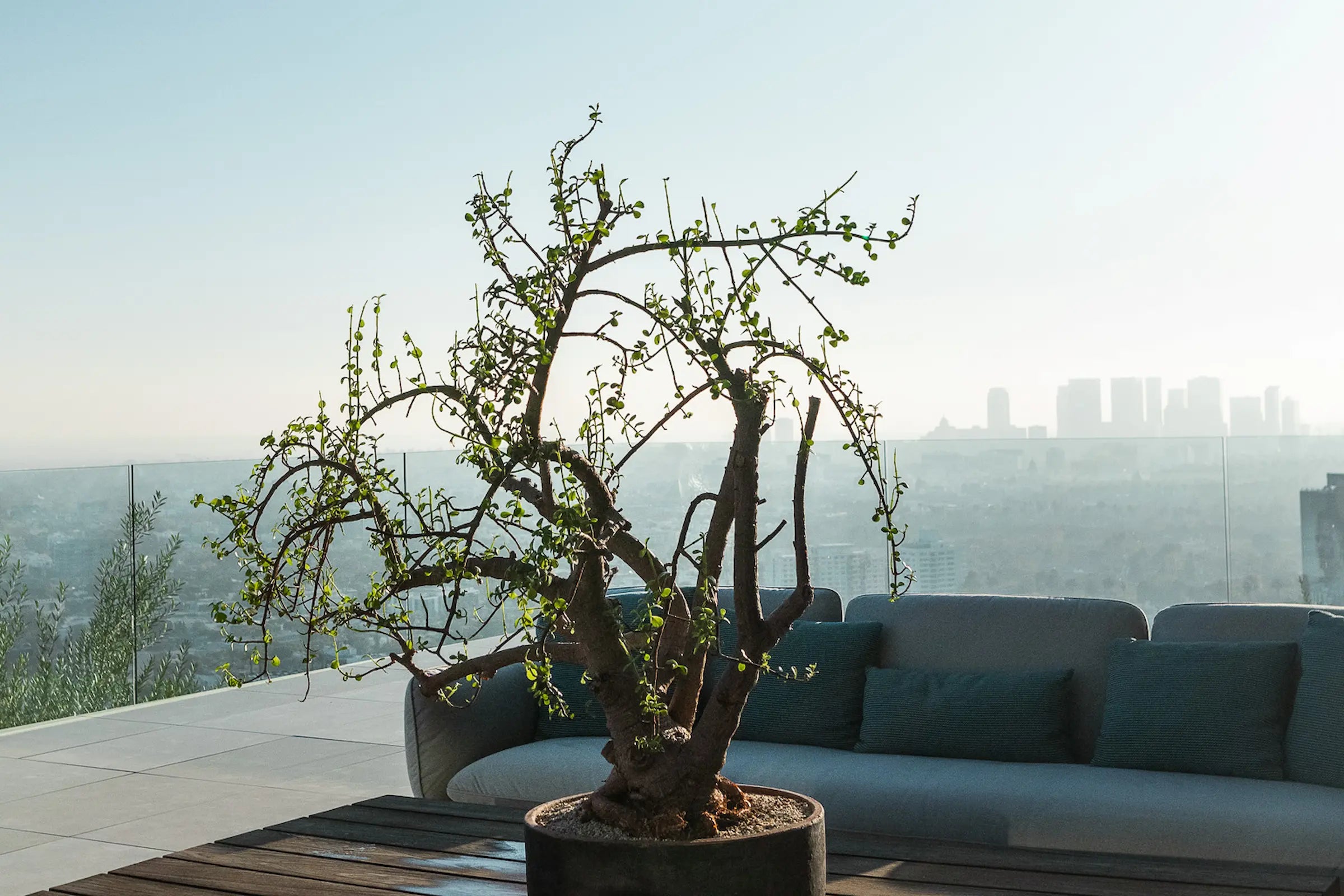 How to Care for Your Portulucaria afra (Elephant Bush)