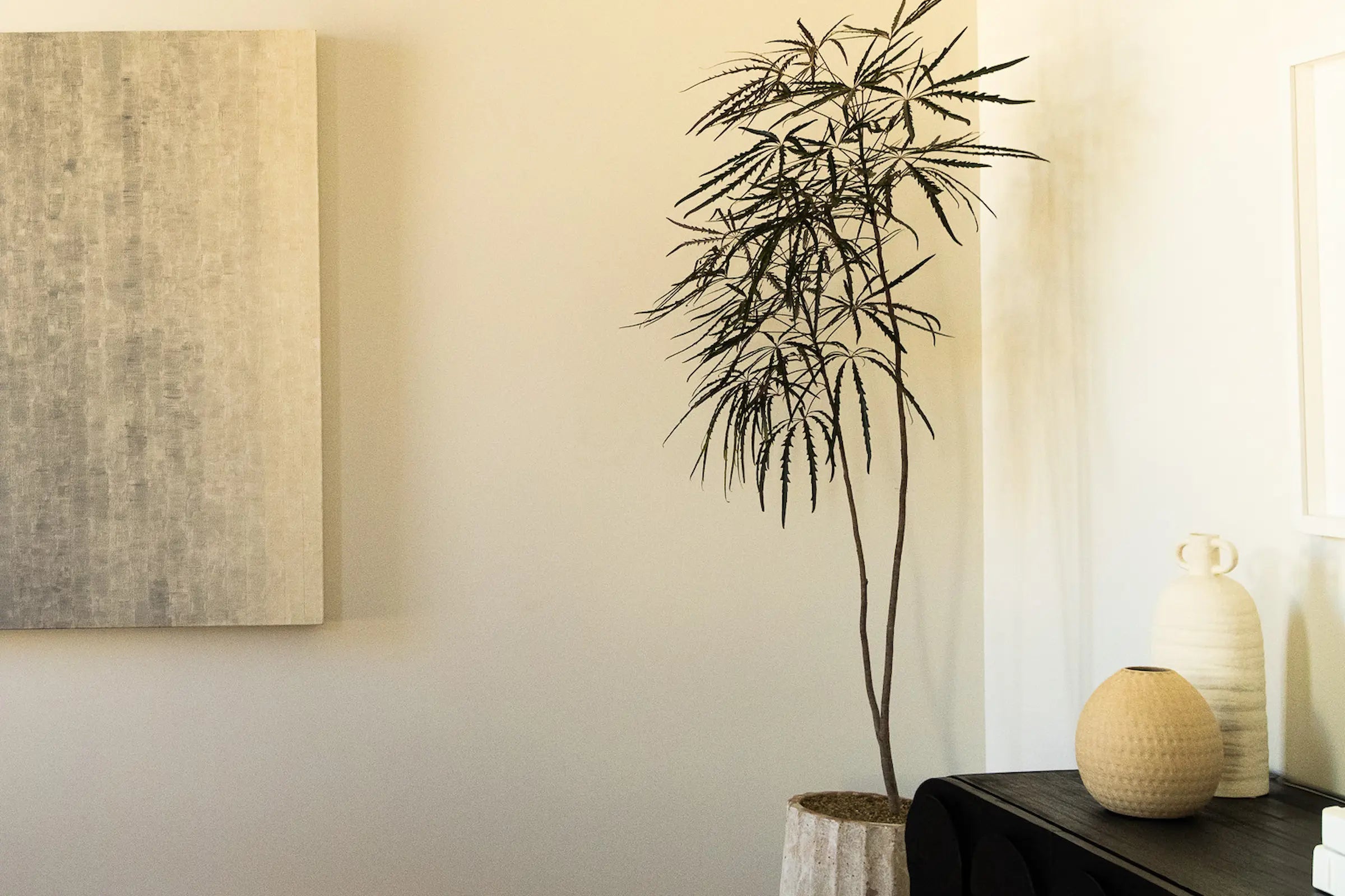 How to Care for Your Plerandra elegantissima (False Aralia)