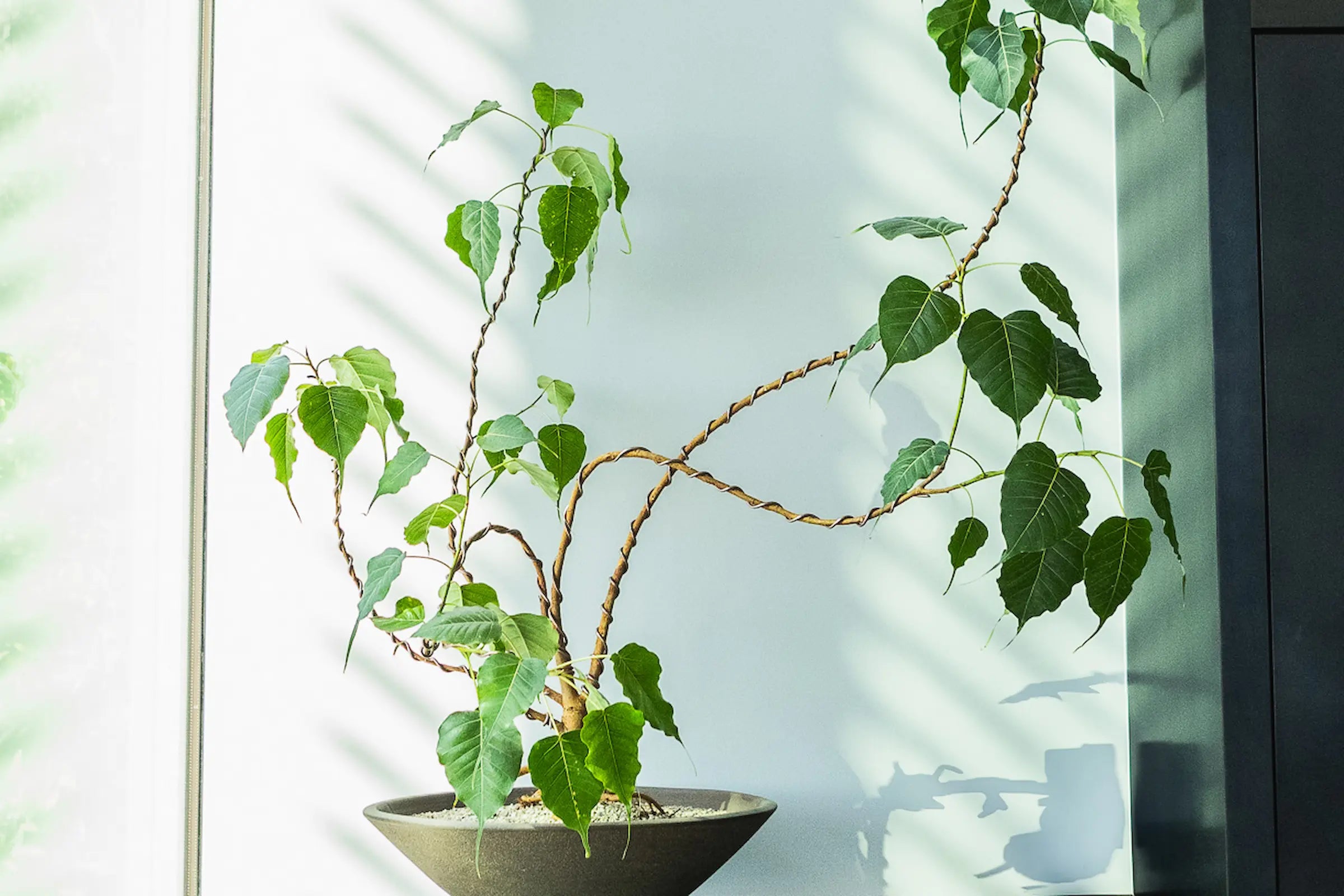 How to Care for Your Ficus religiosa (Sacred Fig)