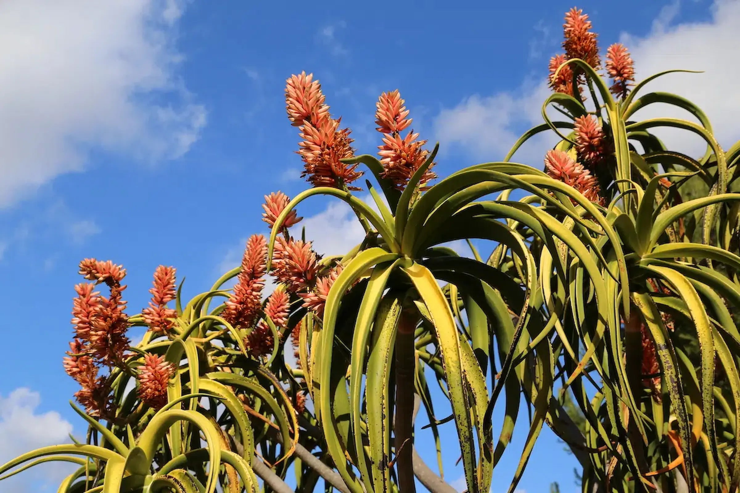 How to Care for Your Aloe barberae (Tree Aloe)