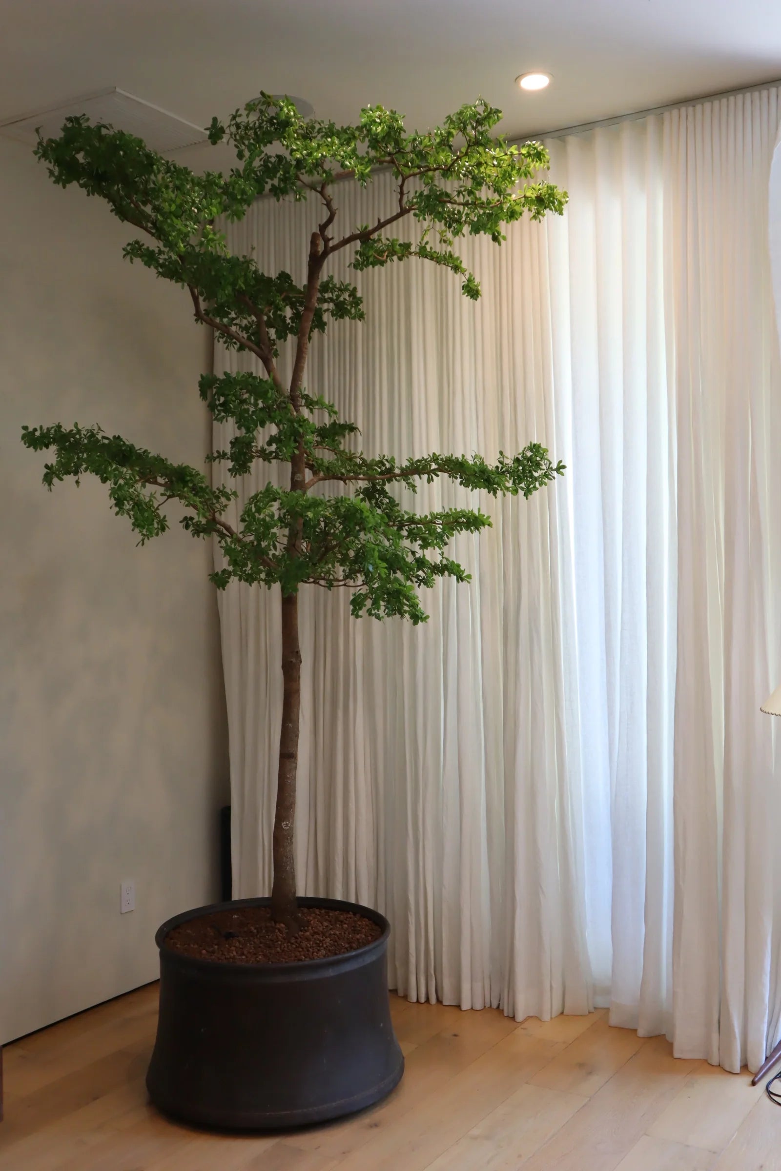 How to Care for Your Bucida buceras (Black Olive Tree)