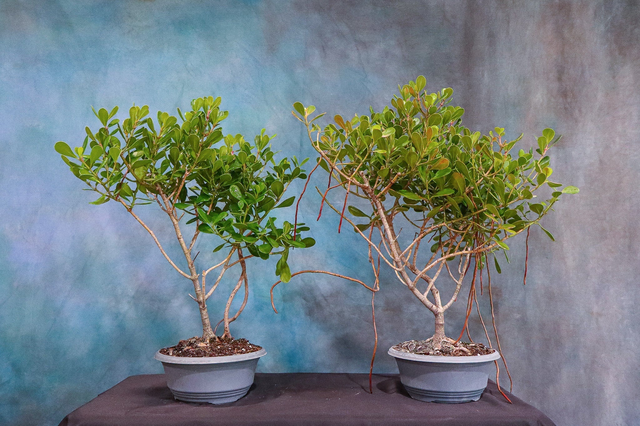 How to Care for Your Clusia rosea (Autograph Tree)