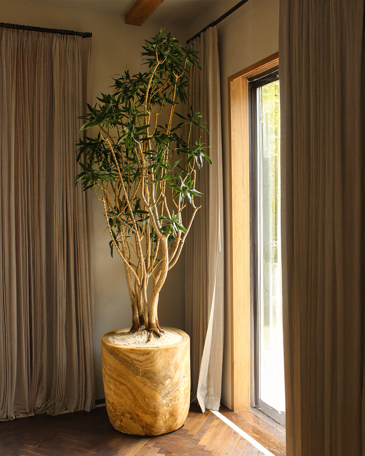 How to Care for your Dracaena reflexa (Song of Jamaica)