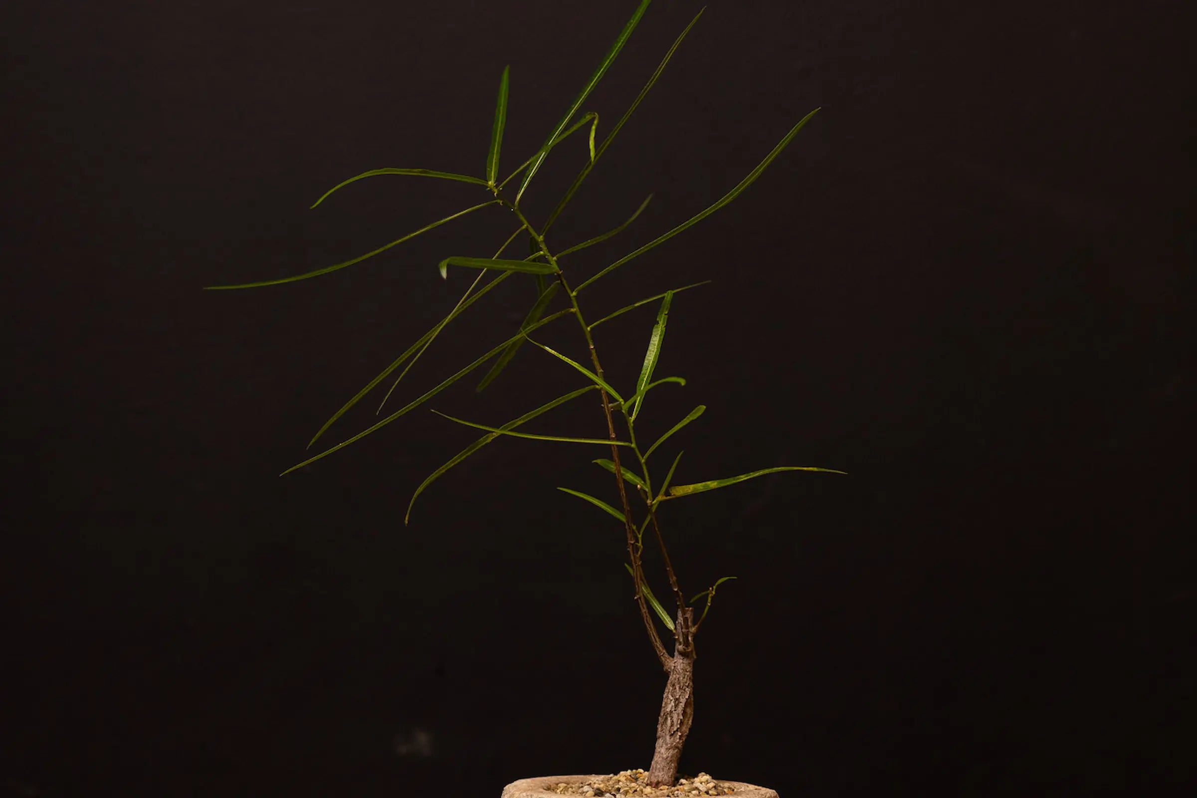 How to Care for your Brachychiton rupestris (Queensland Bottle Tree)