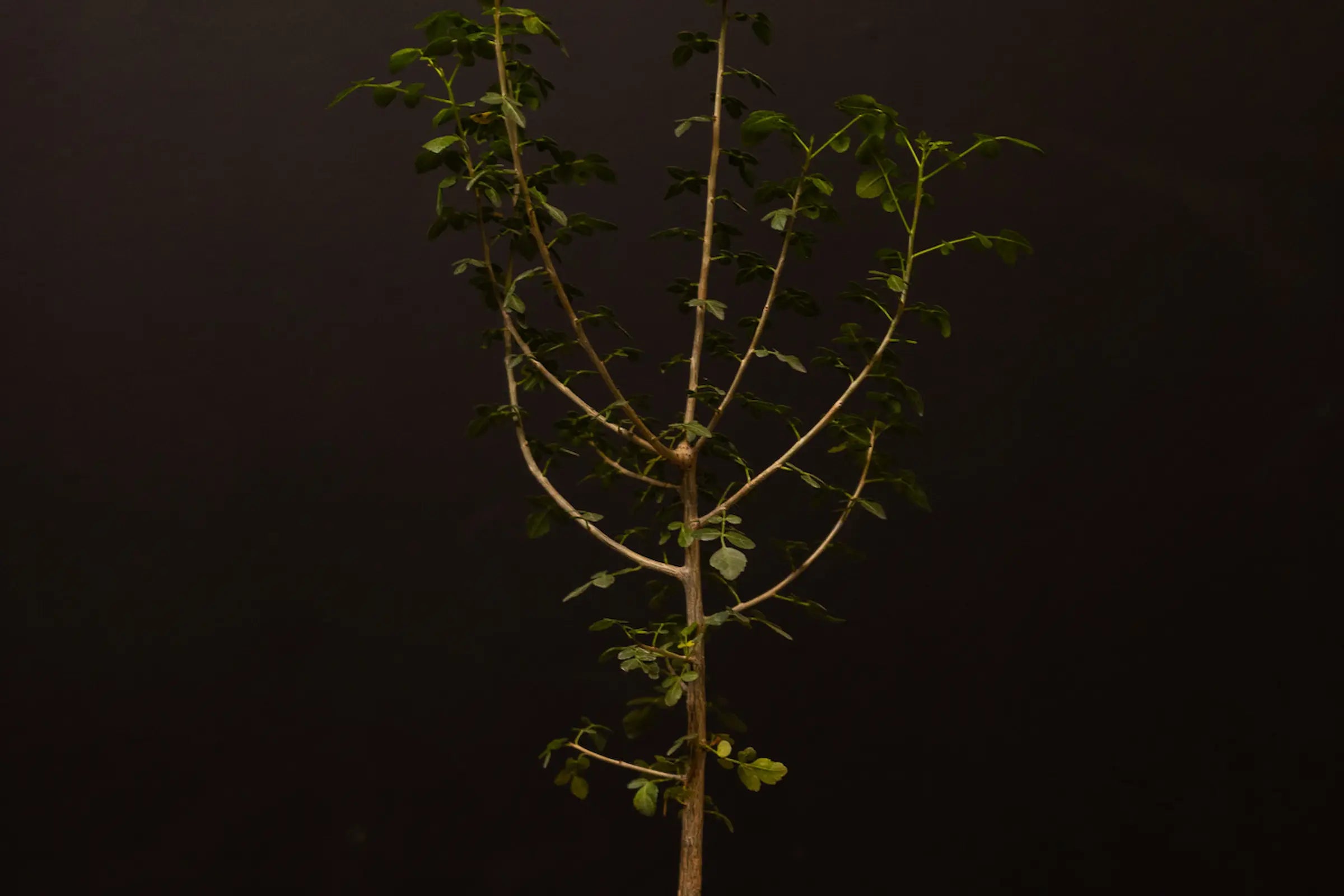 How to Care for Your Bursera fagaroides (Copalwood Tree)