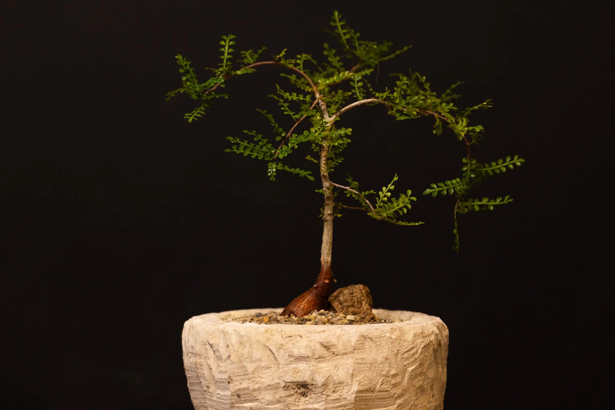 How to Care for Your Operculicarya decaryi (Elephant Tree)