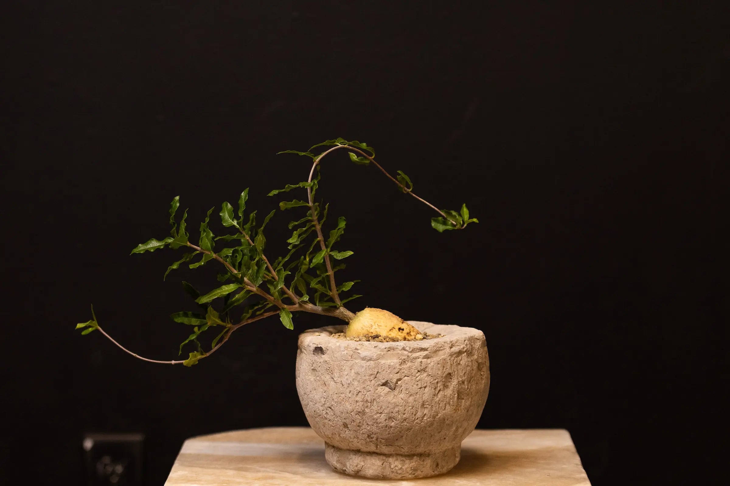 How to Care for Your Fockea crispa