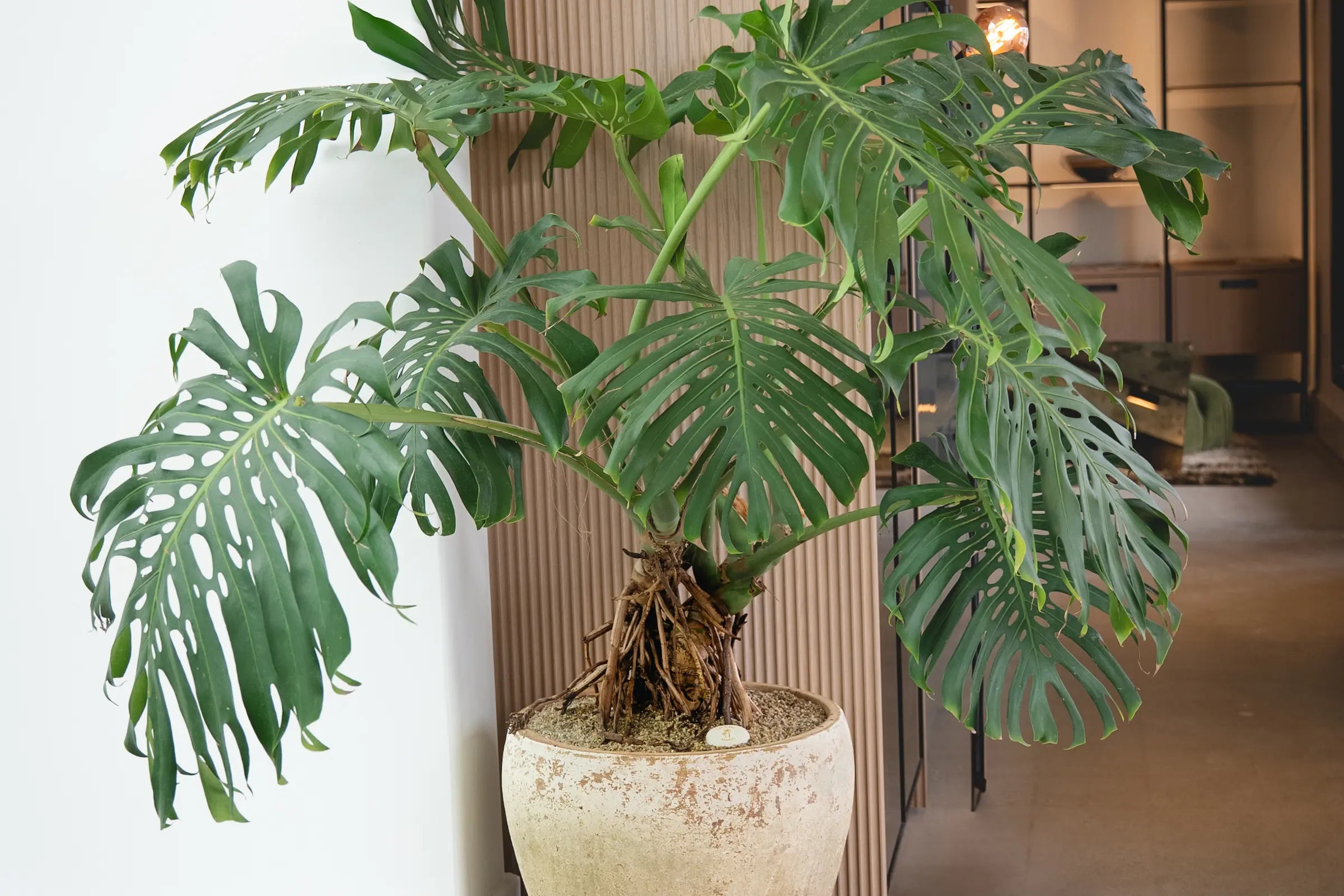 How to Care for Your Monstera deliciosa (Swiss Cheese Plant)