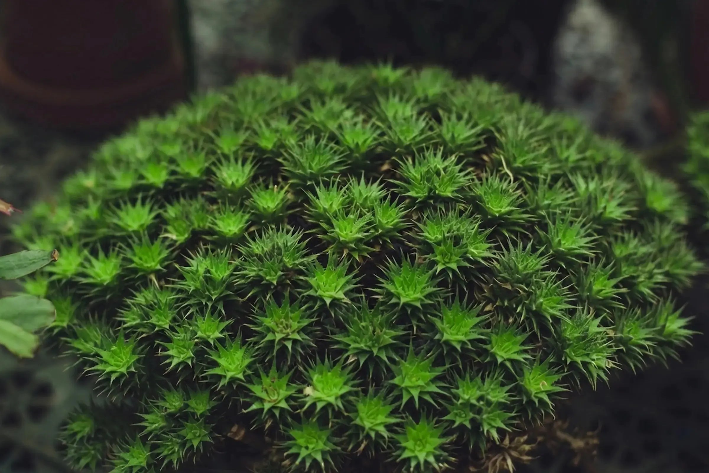 How to Care for Your Deuterocohnia brevifolia (Chilean Rock Plant)