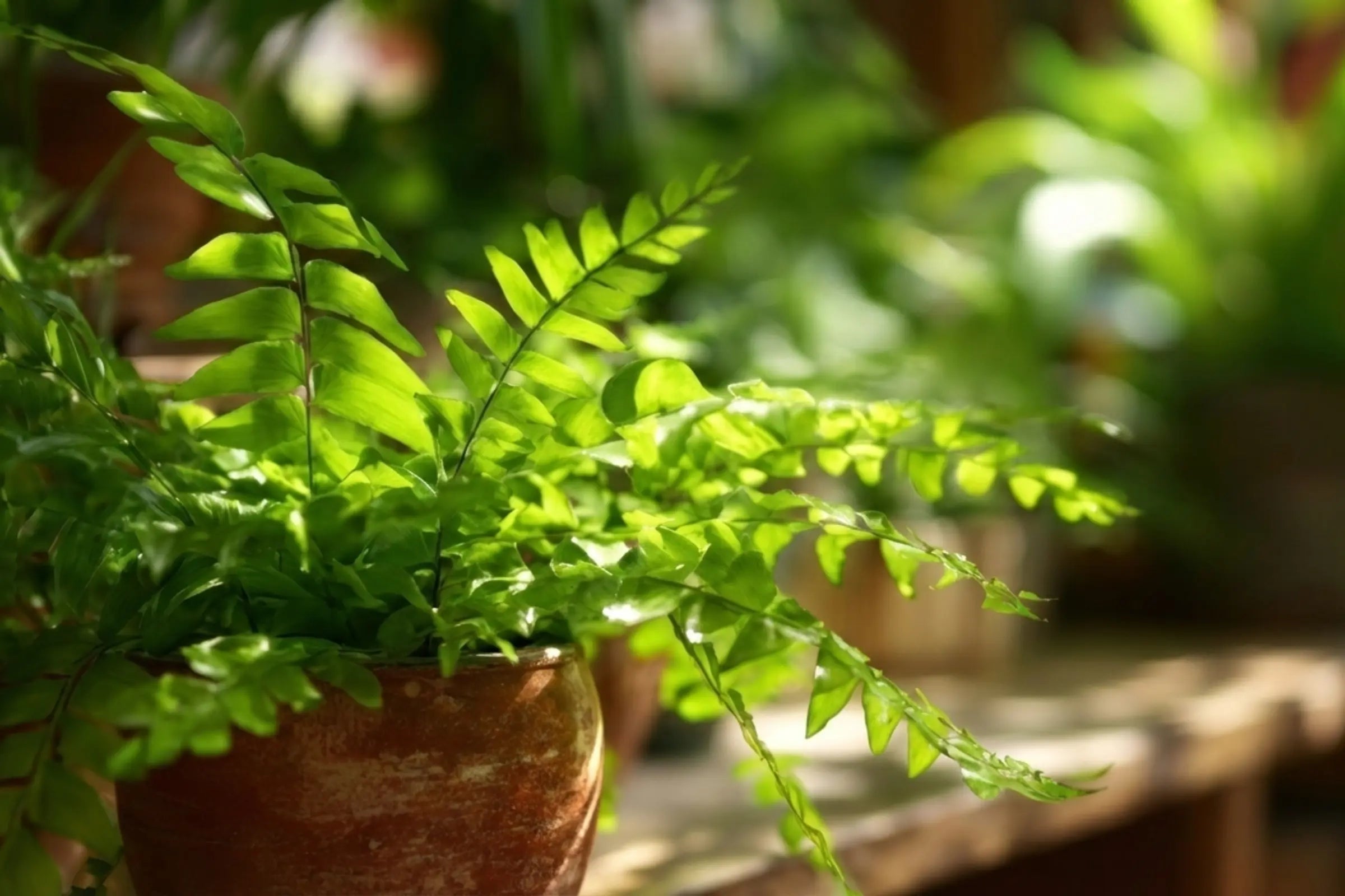 How to Care for Your Fern
