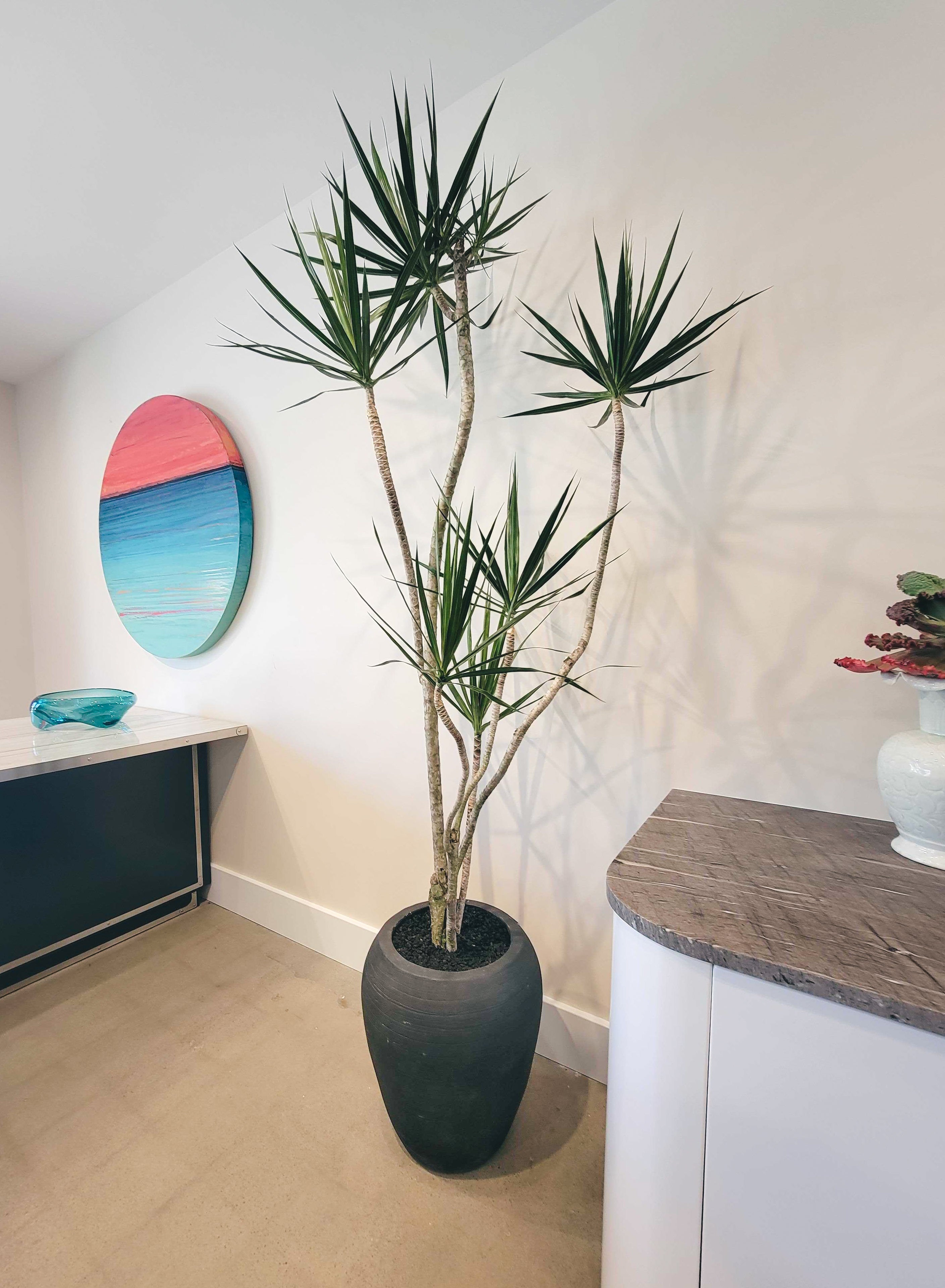 Dracaena Marginata + Black Vietnamese Terracotta