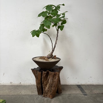 Shaving Brush Tree (Pseudobombax elpiticum) + Brown Ceramic Planter