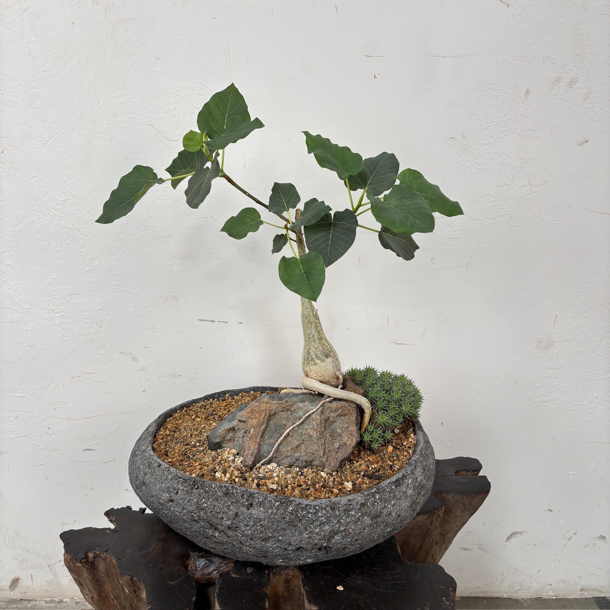 Rock Fig (Ficus petiolaris) + River Rock Planter