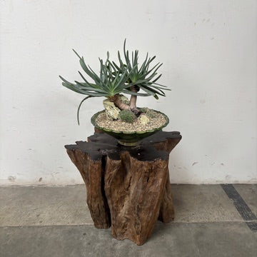 Fan Aloe (Kumara plicatilis) + Moroccan Tamegroute Vessel