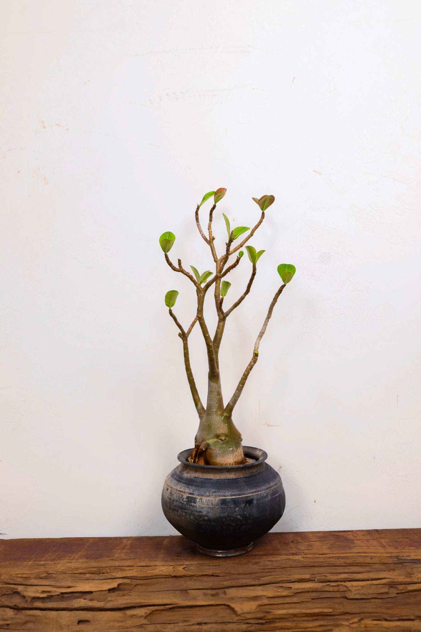 Indian Clay pot Adenium (Desert Rose)