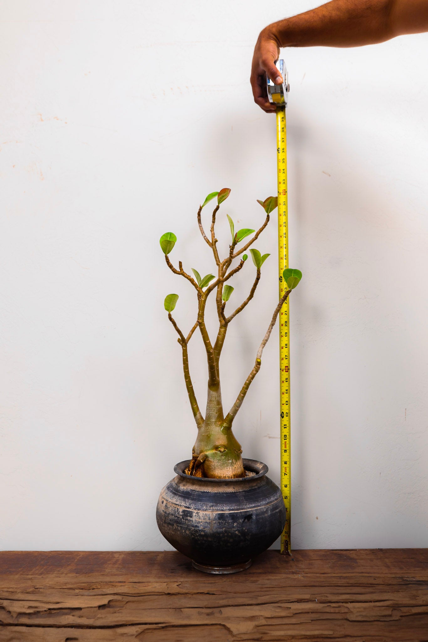 Indian Clay pot Adenium (Desert Rose)