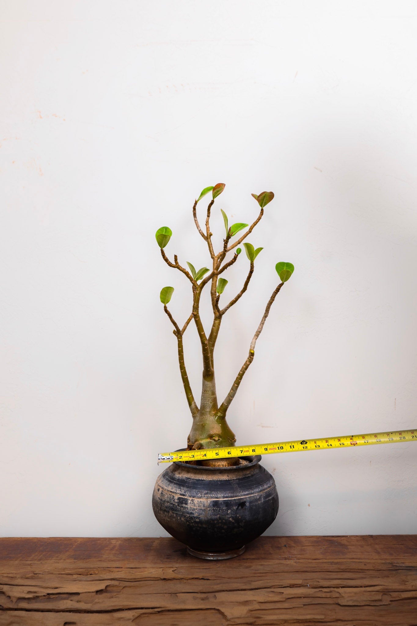 Indian Clay pot Adenium (Desert Rose)