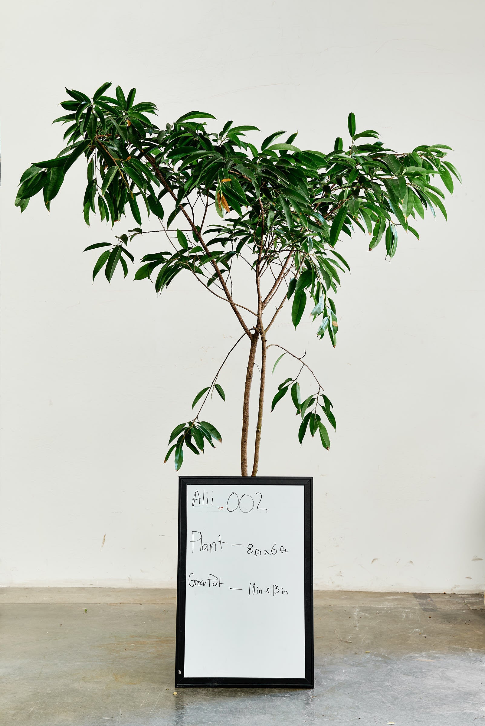 Ficus Alii 002