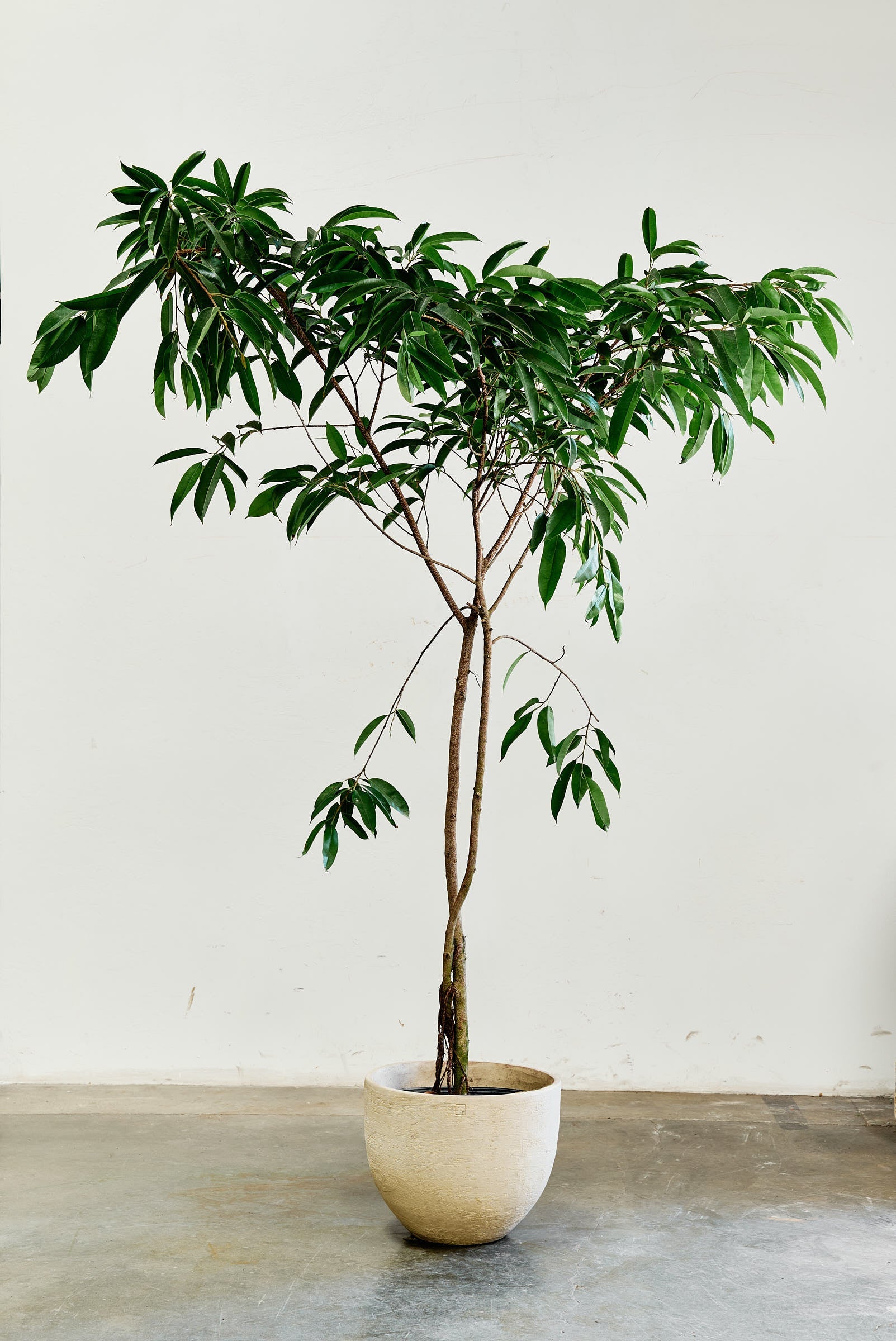 ficus-alii-002-2