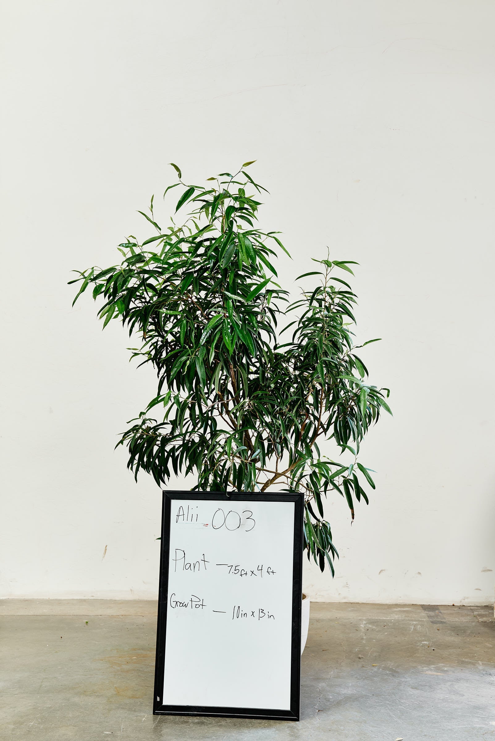 ficus-alii-003-1