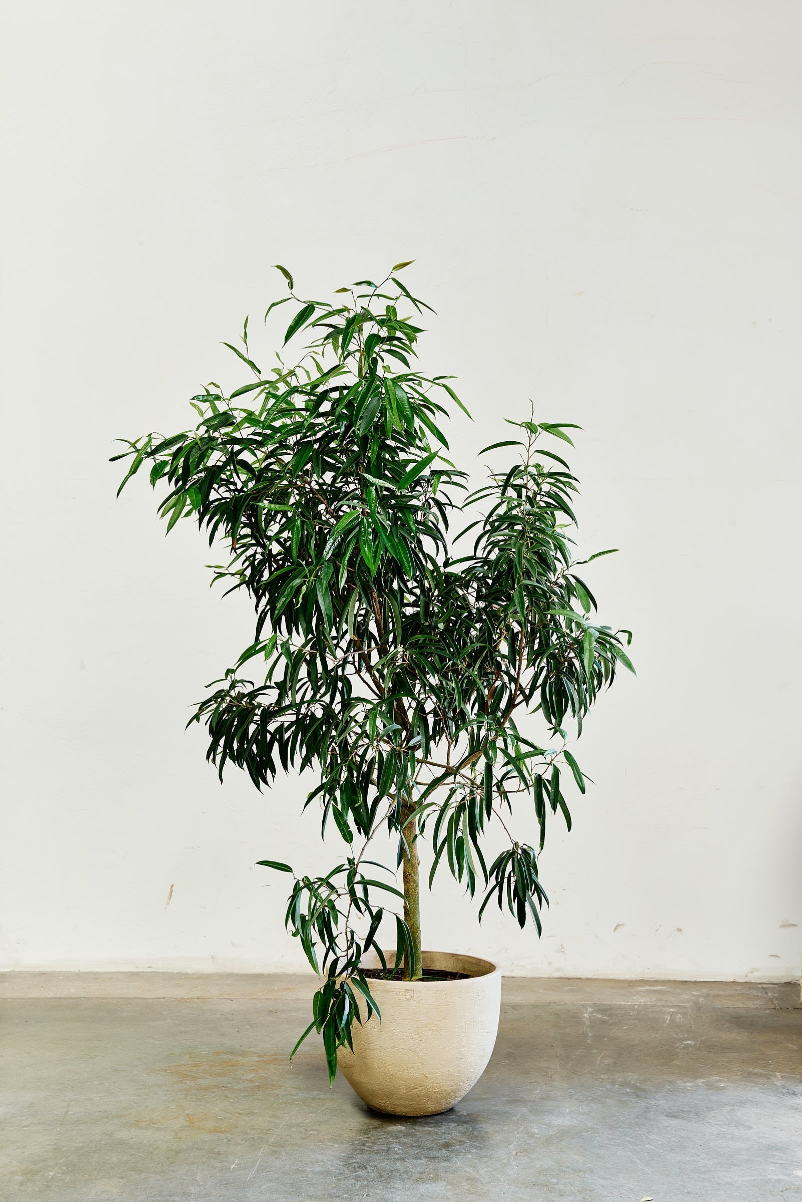 ficus-alii-003-2