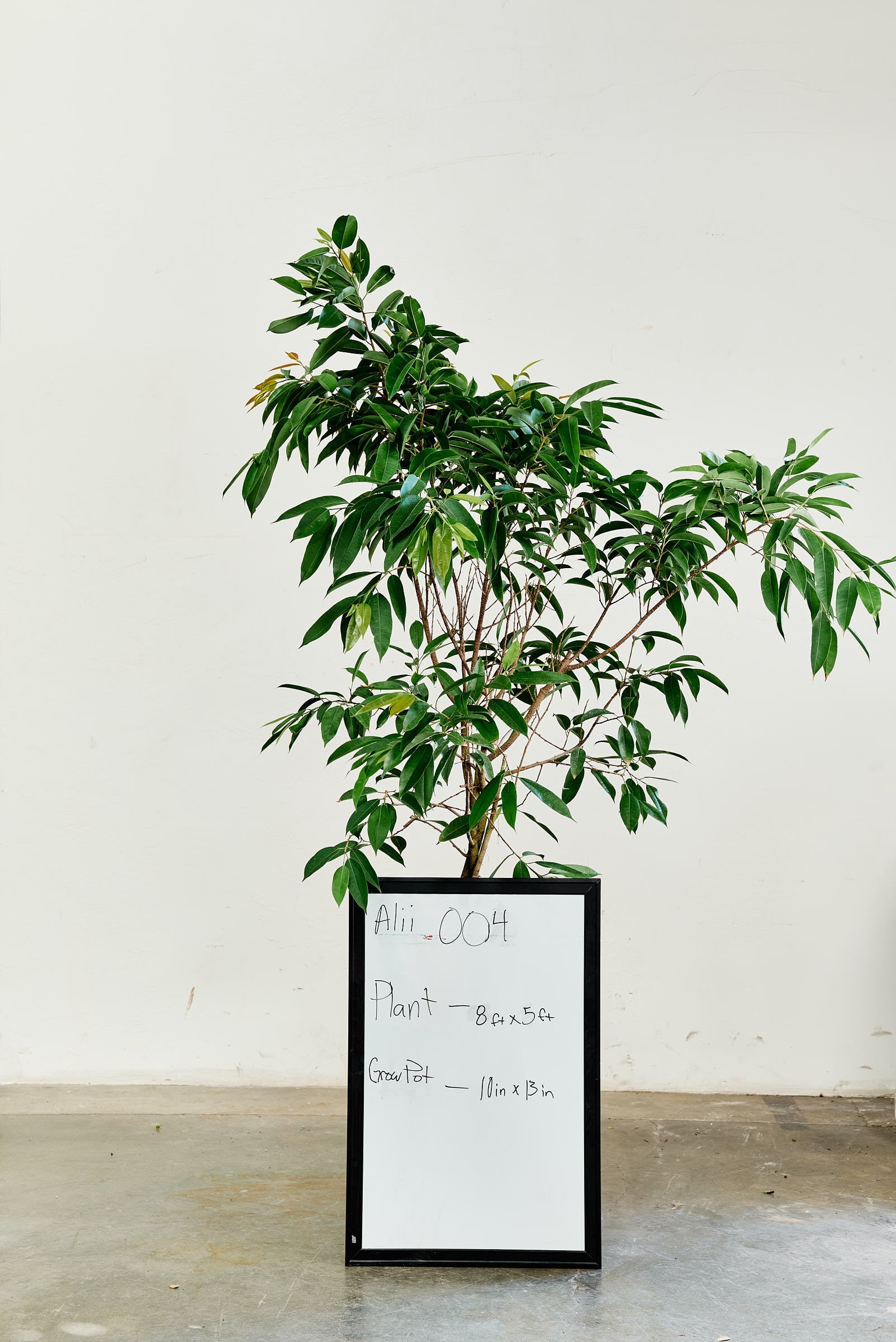ficus-alii-004-1