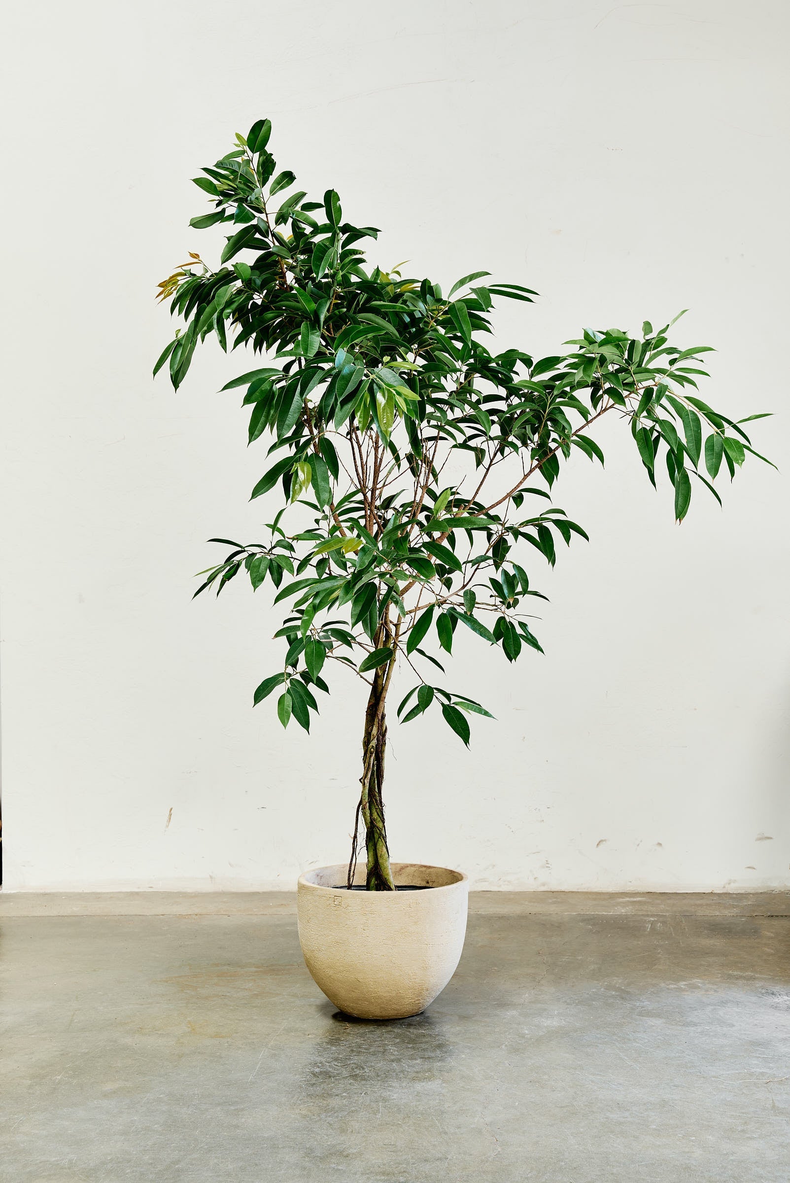 ficus-alii-004-2