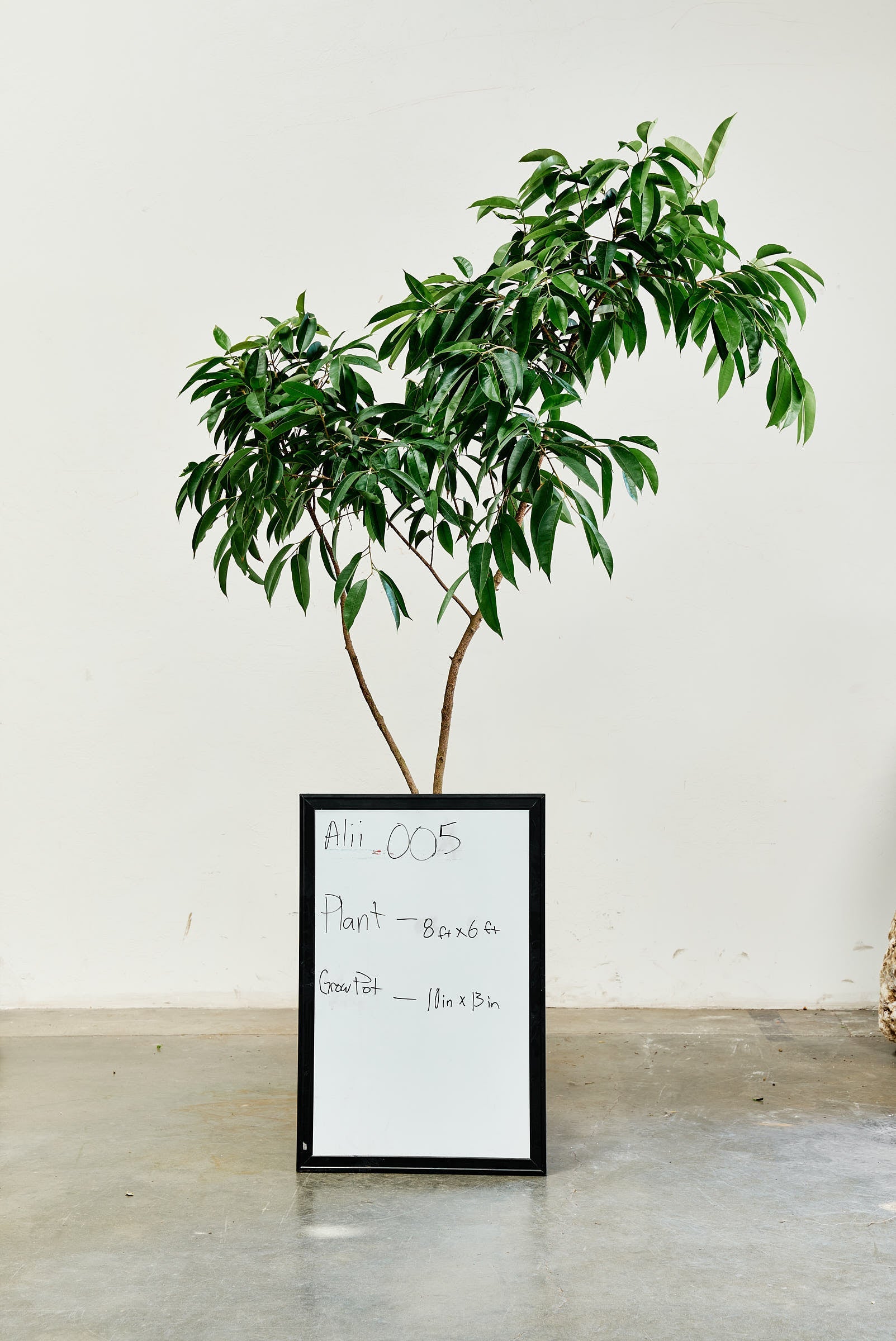 ficus-alii-005-1