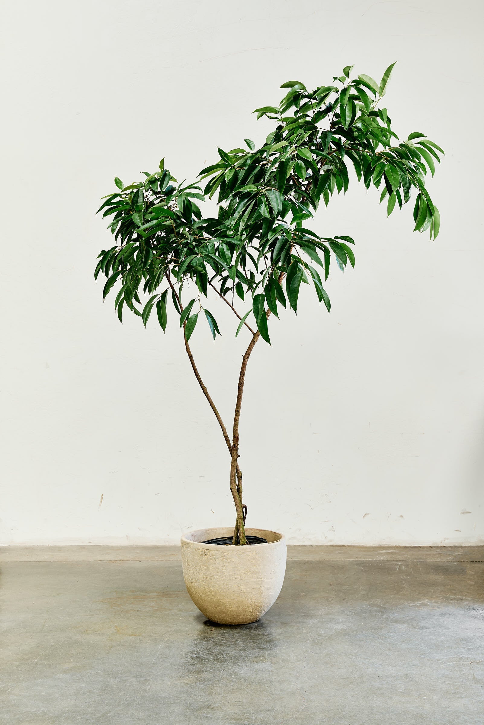 ficus-alii-005-2