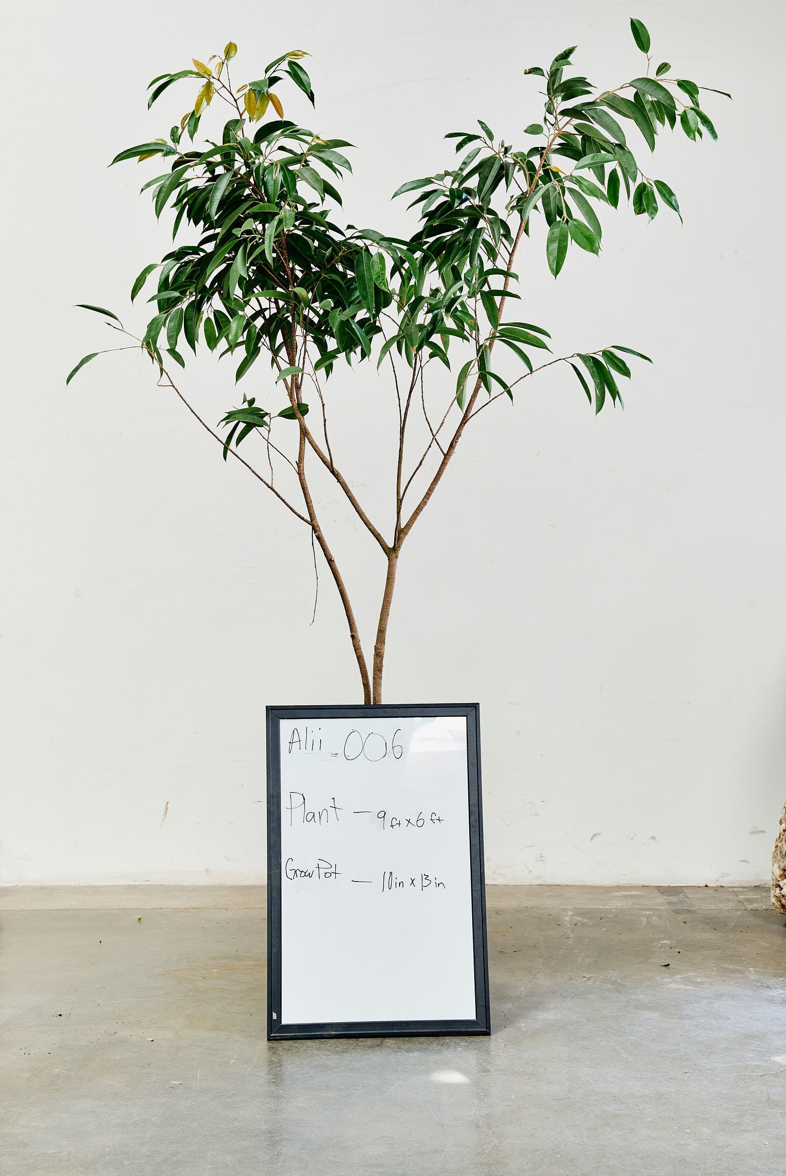ficus-alii-006-1