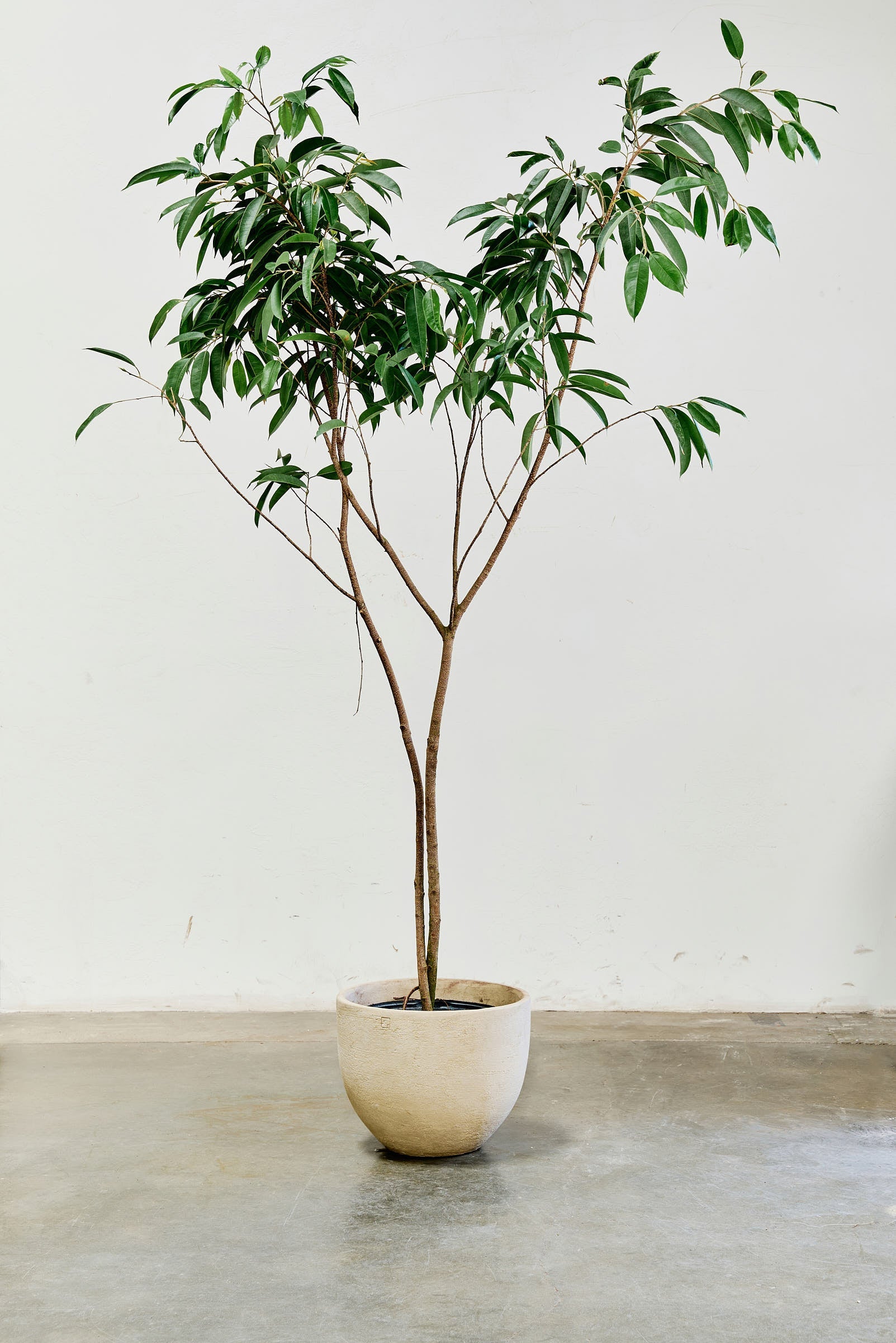 ficus-alii-006-2
