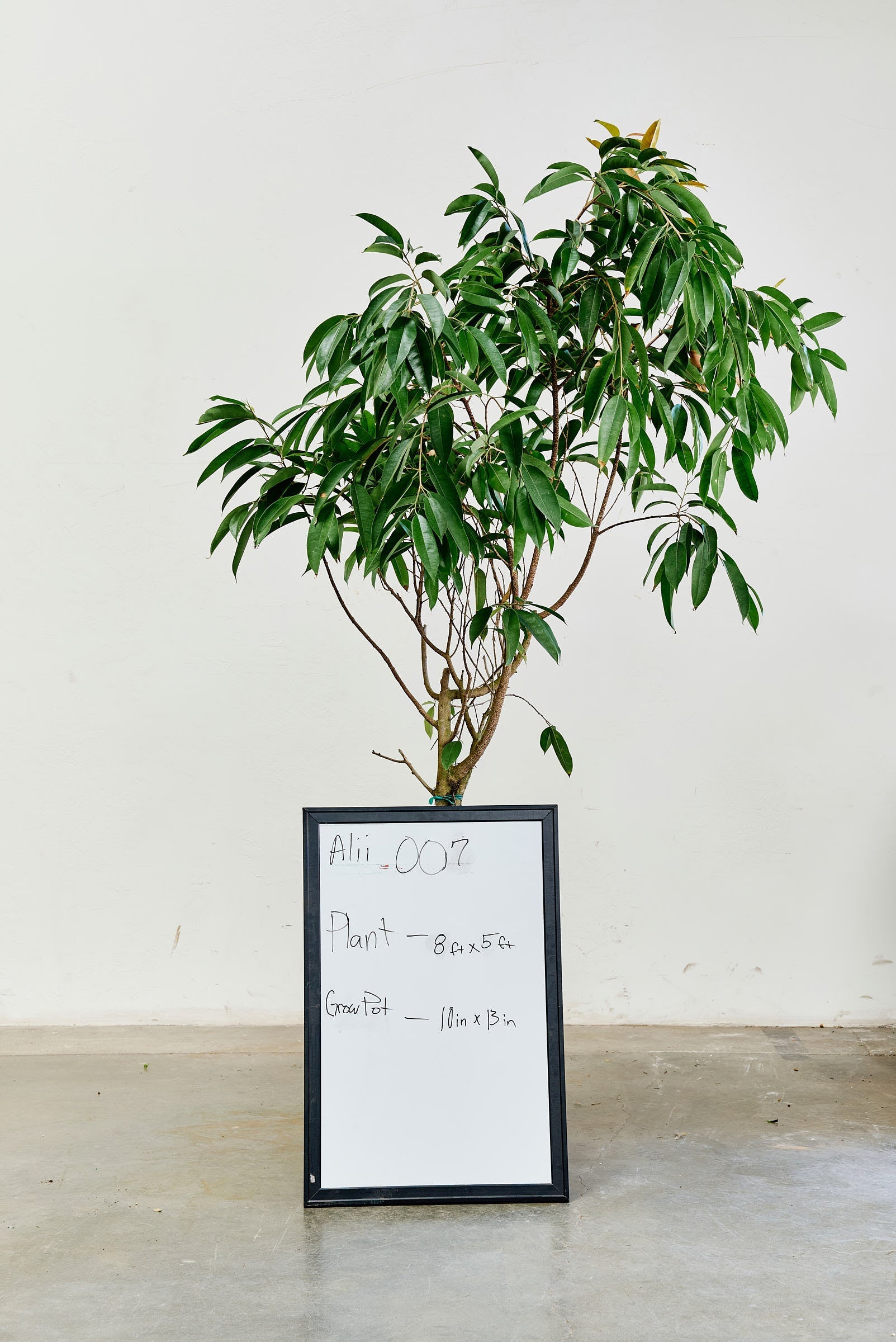 ficus-alii-007-1
